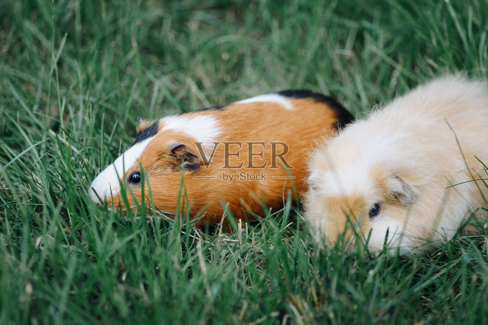 两只可爱的奶油色和三色豚鼠宠物在夏日里散步照片摄影图片