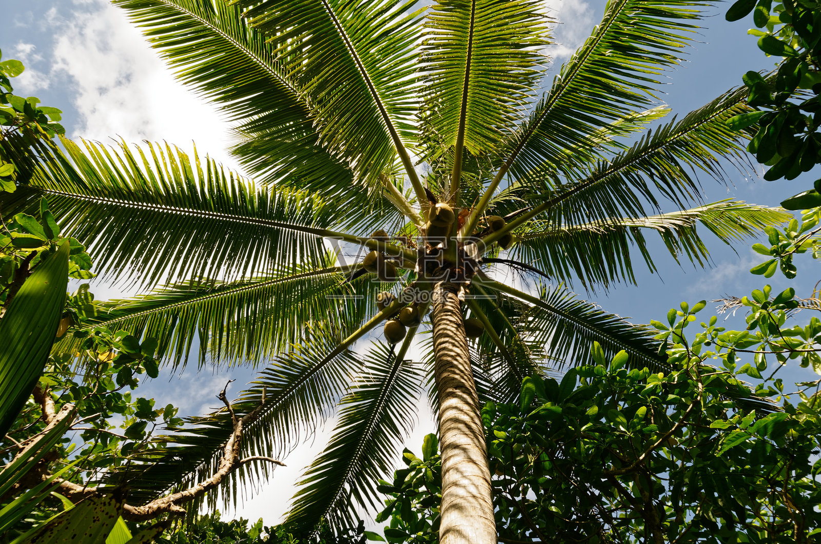 椰子树的叶子分割着天空照片摄影图片