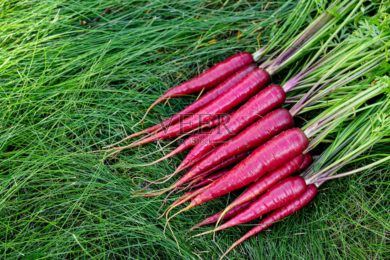 长着绿叶的鲜红胡萝卜在花园的绿草地上照片摄影图片