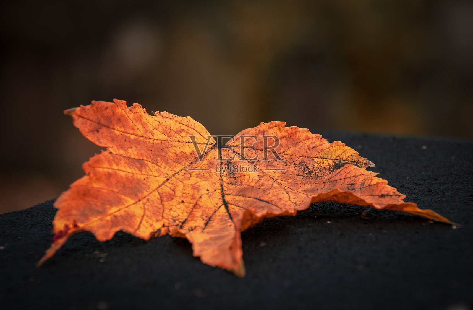 枫叶照片摄影图片