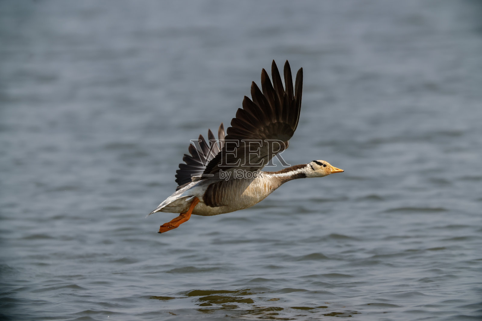 迁徙中的斑头雁照片摄影图片
