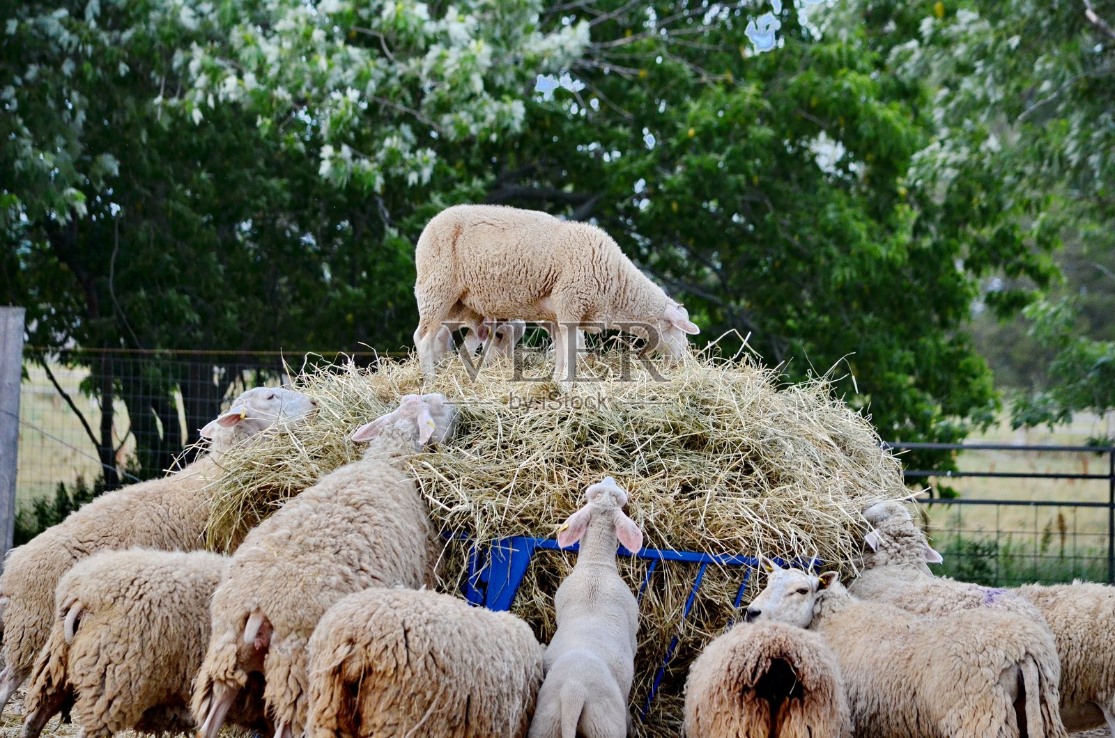 农场里一群羊毛丰满的羊照片摄影图片