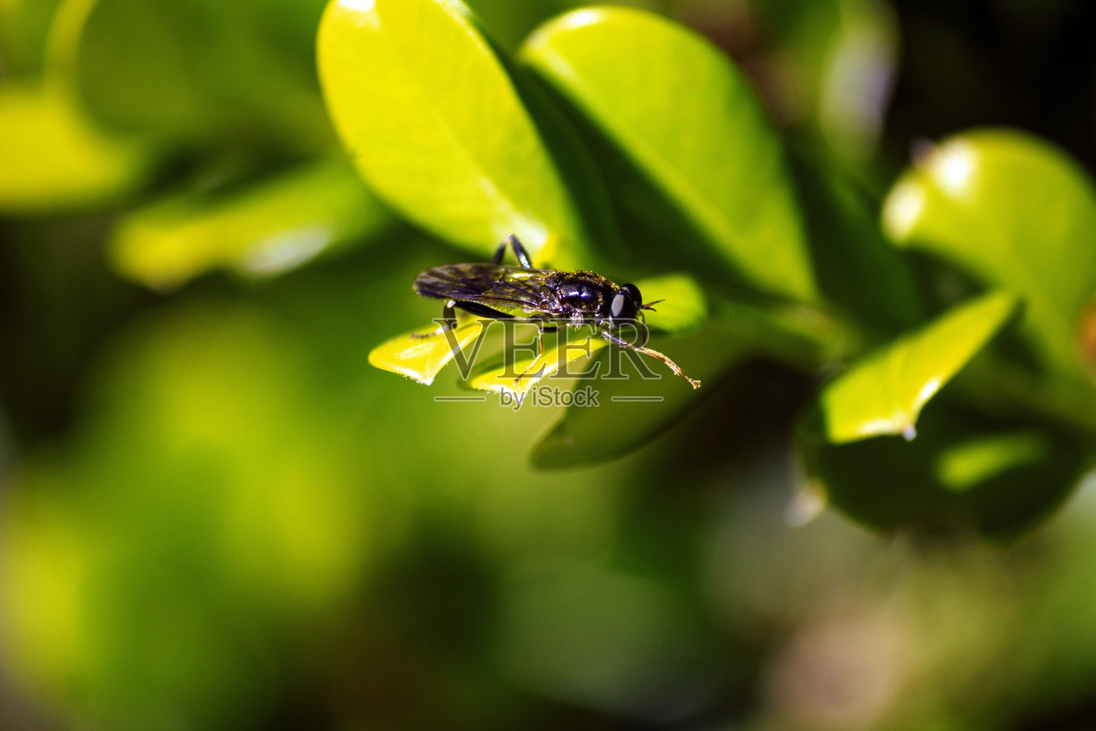 叶片上的金尾食蚜蝇(Xylota sylvarum)照片摄影图片