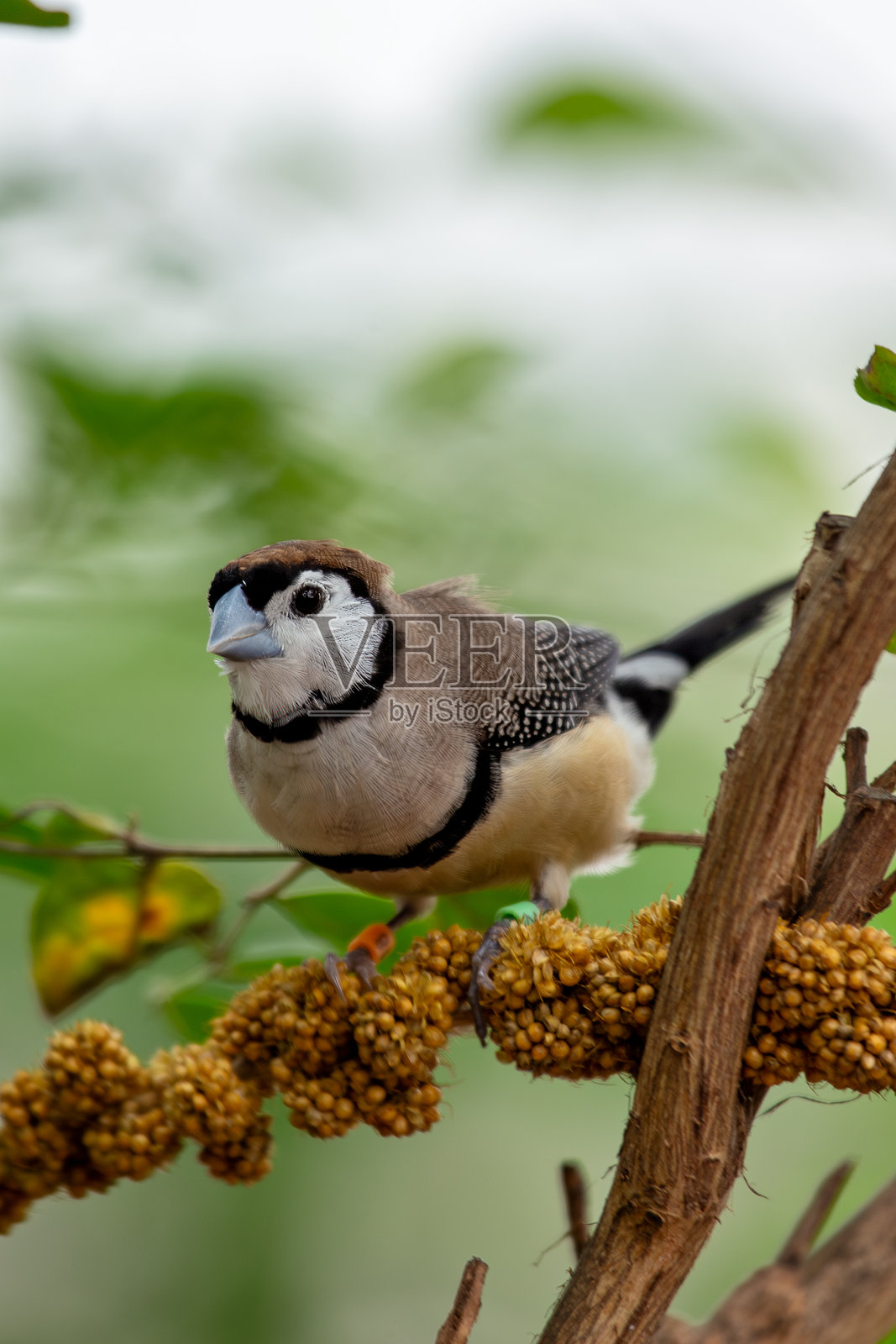 澳大利亚干旱草原和疏林中的双纹斑喉雀(Stizoptera bichenovii)照片摄影图片