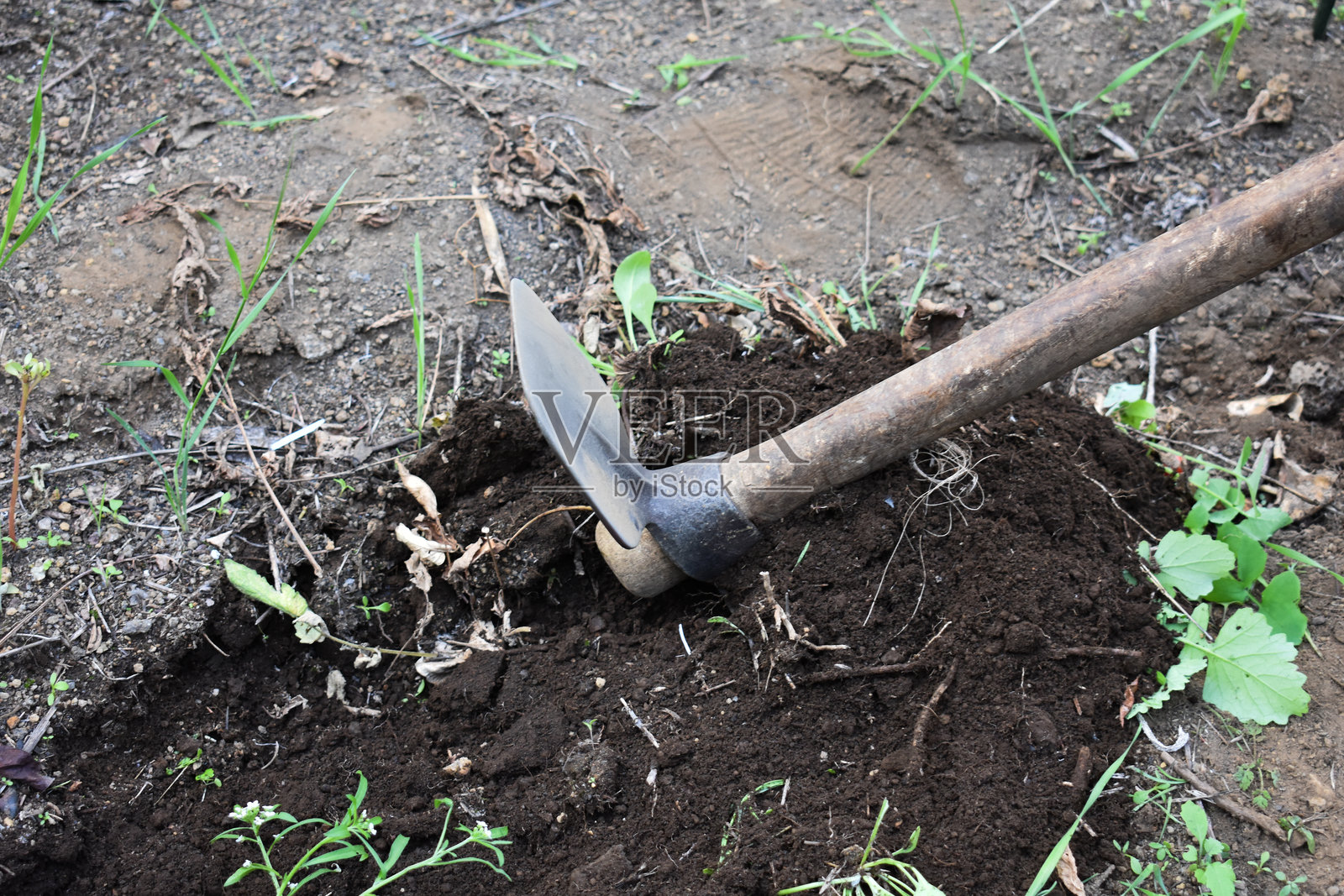 秋季为花园做越冬准备。使用锄头劳作。拔除杂草。园艺工作。农业和园艺。农业和农场背景。在花园里耕作土壤。照片摄影图片