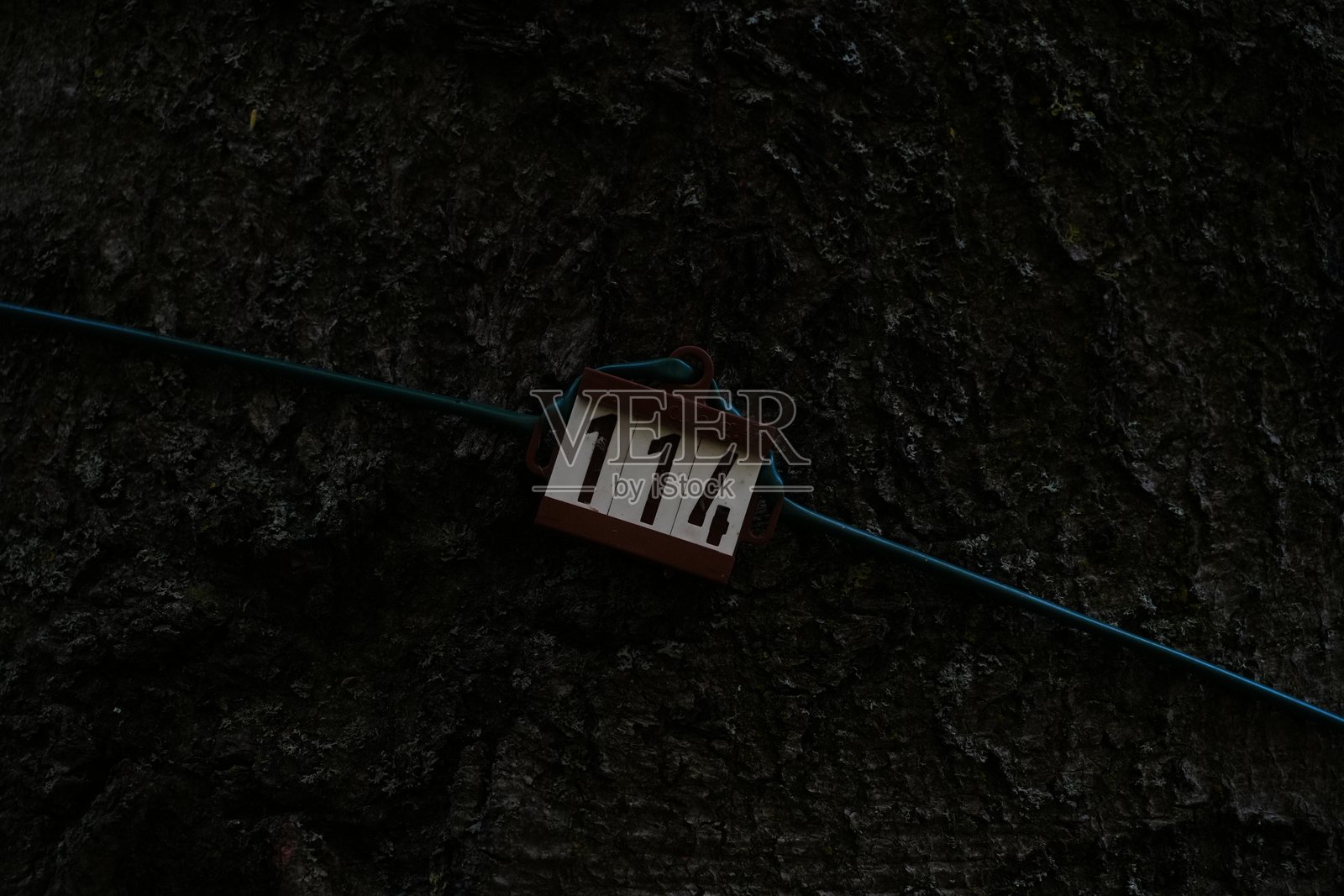 大自然中的树照片摄影图片