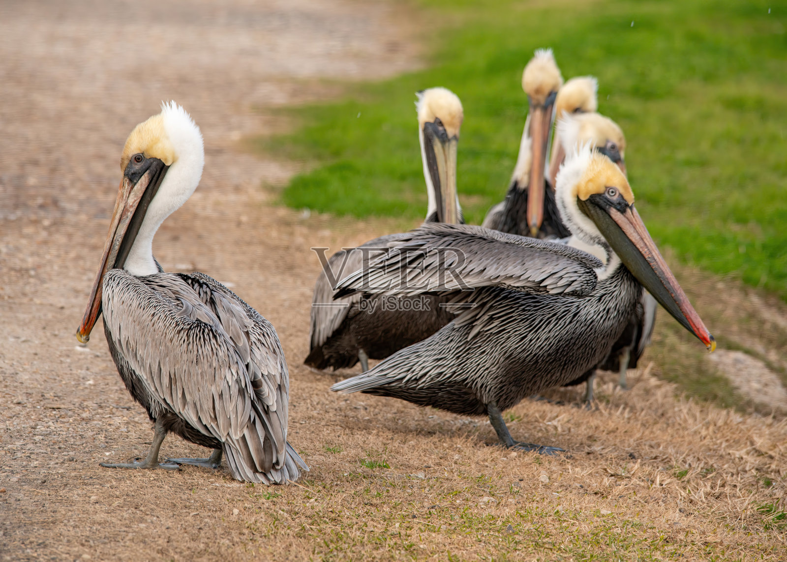 褐鹈鹕照片摄影图片