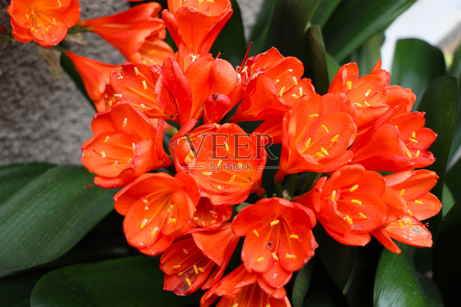 盛开的橘色克里维亚花卉的鲜艳特写,展示了细腻的花瓣和黄色的雄蕊,背景为深绿色。照片摄影图片