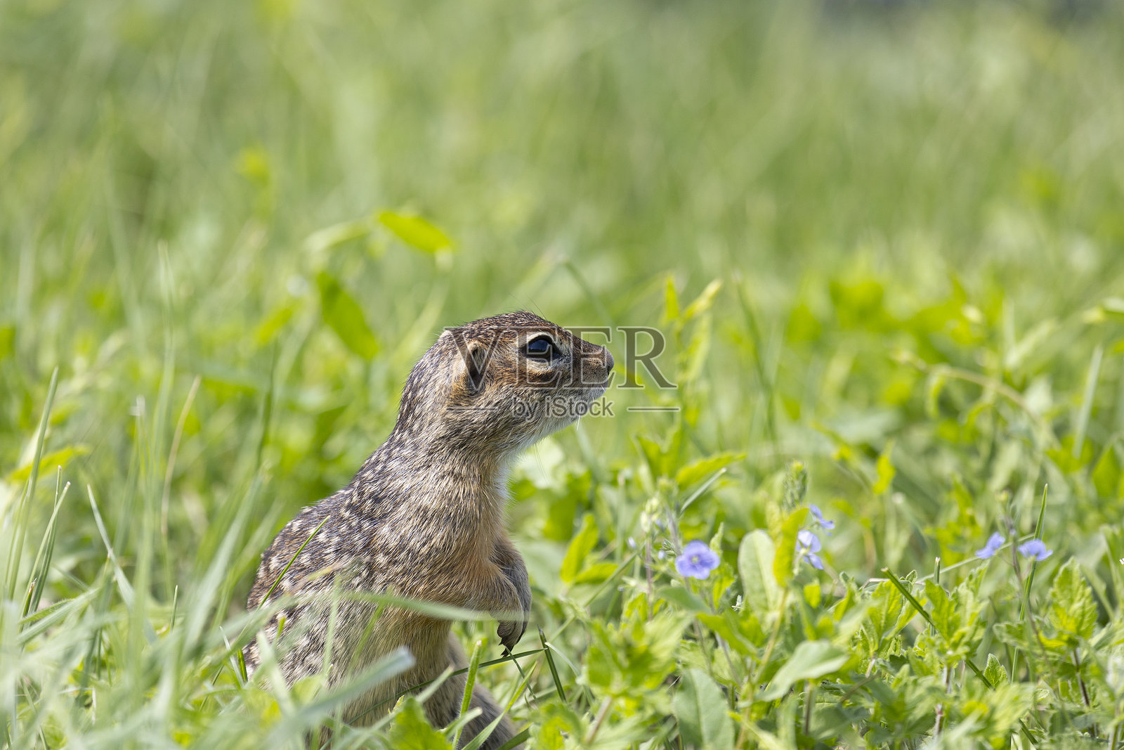 斑点地松鼠在草地站立的特写照片摄影图片
