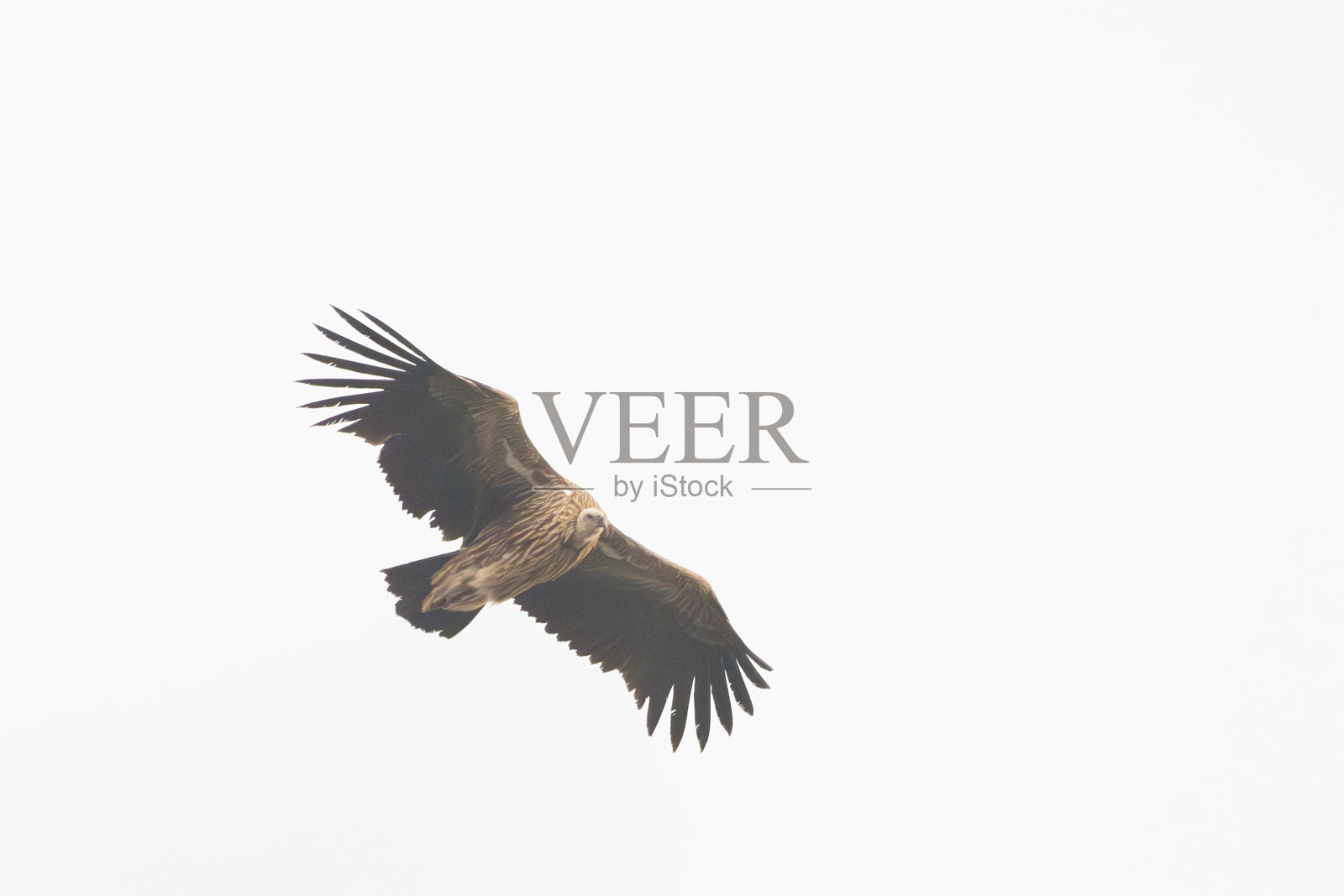 蓝天下飞翔的高山兀鹫照片摄影图片