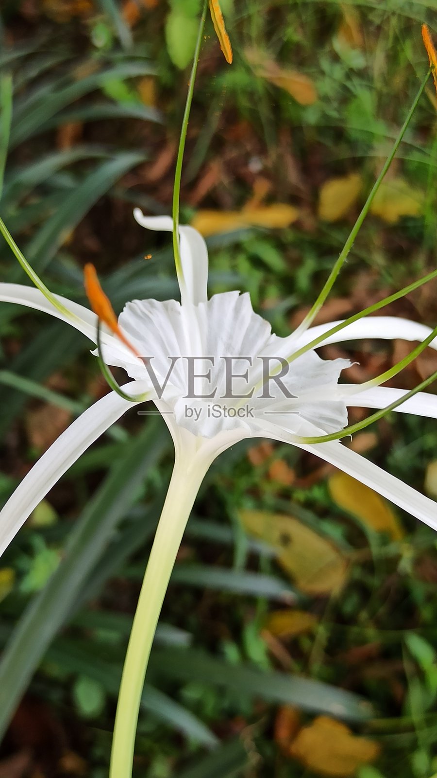 蜘蛛百合的优雅之美照片摄影图片