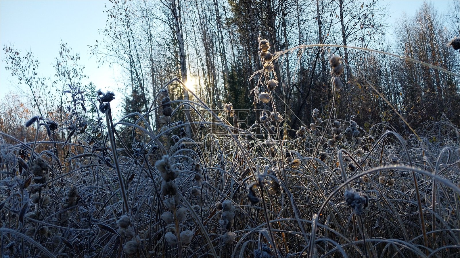 在低垂的冬日阳光下,覆盖着霜的草叶和种子头部闪闪发光,光秃秃的树木在晴朗的蓝天下形成剪影。照片摄影图片