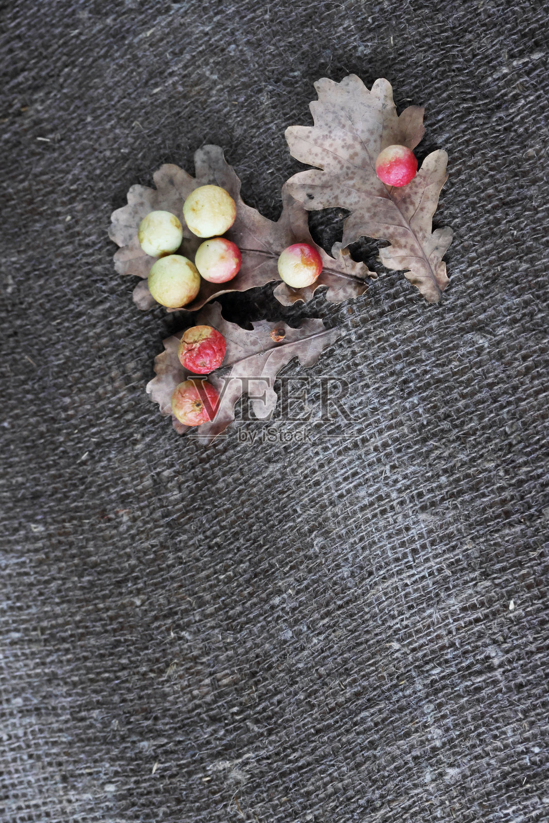 橡树叶上的橡树瘿。背景为粗糙的亚麻粗麻布。照片摄影图片