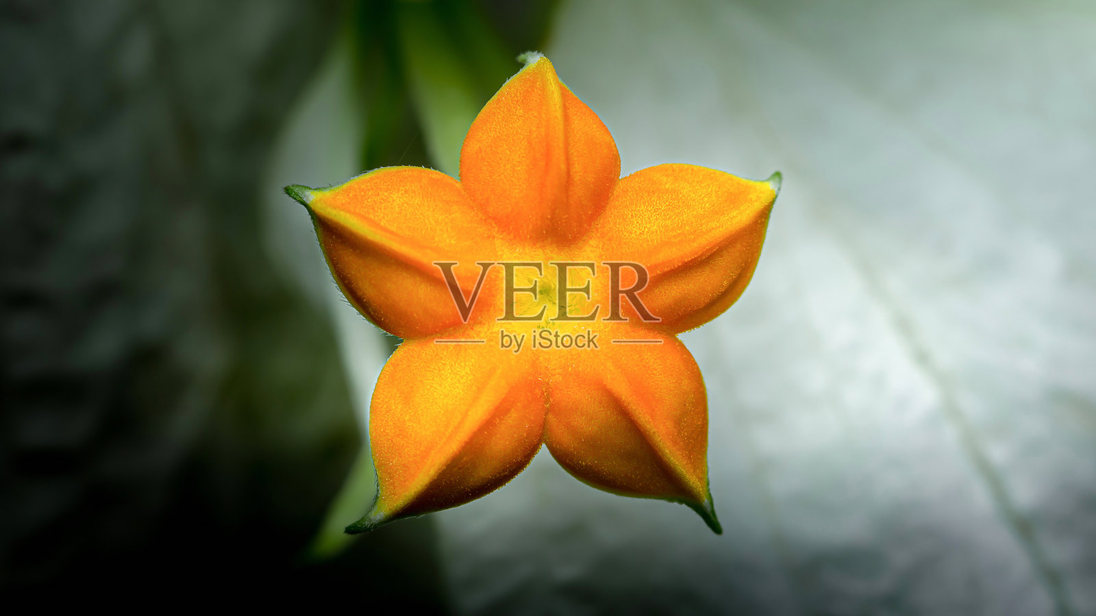 自然中橙色星形花朵绽放的特写照片摄影图片