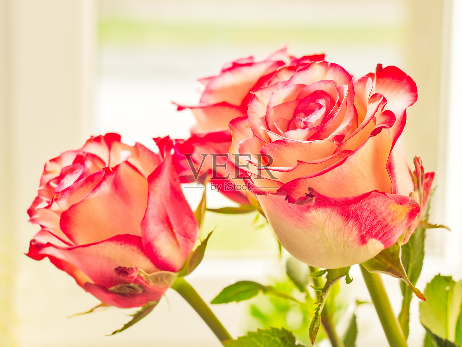 浅色背景下三朵美丽的粉白色玫瑰的特写照片摄影图片