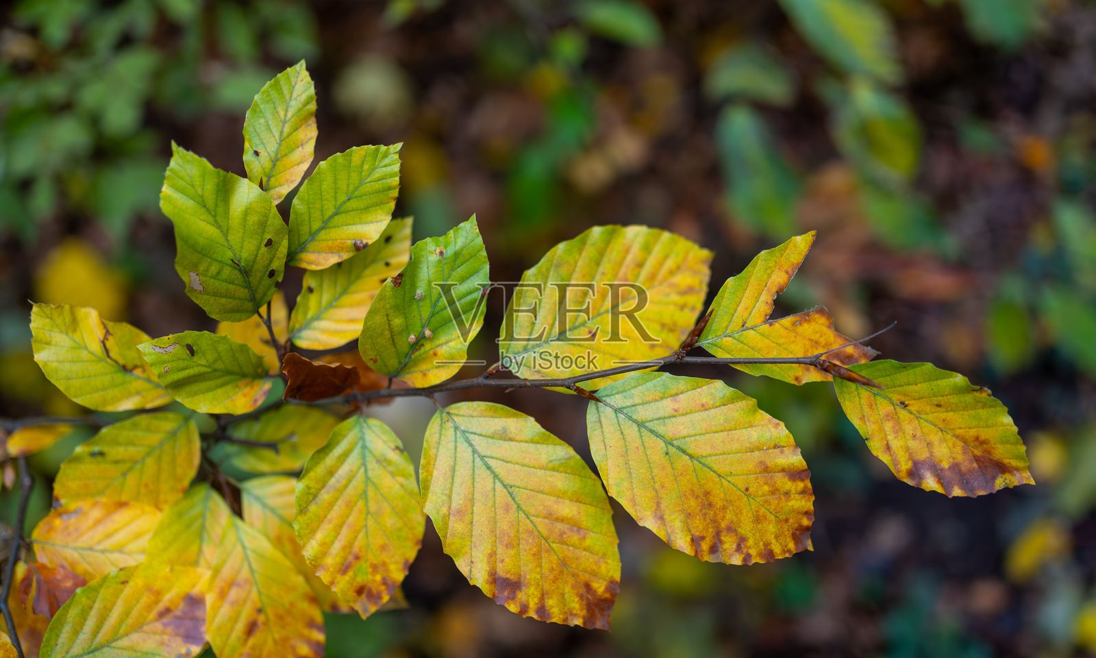 树枝上色彩鲜艳的秋叶。照片摄影图片