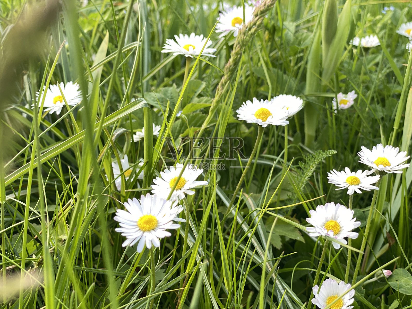 雏菊生长在茂密的绿草中,营造出宁静的自然背景,拥有丰富的枝叶照片摄影图片