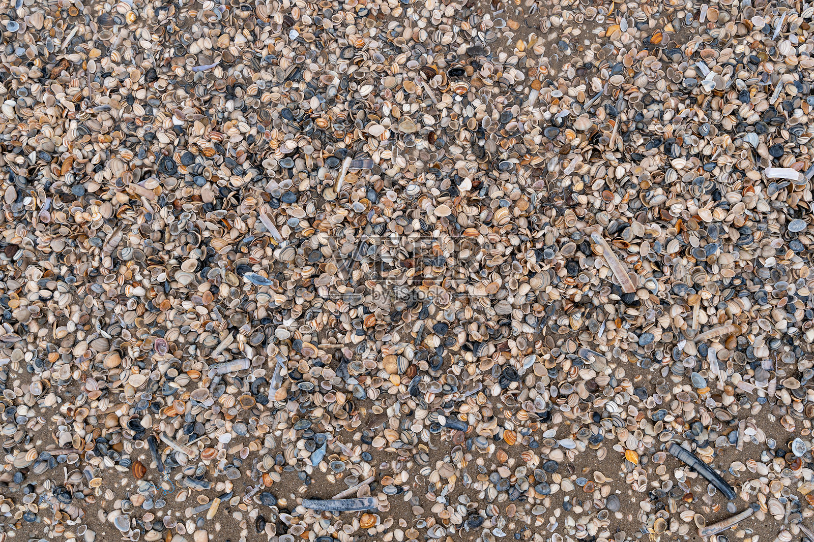 荷兰卡特韦克 aan Zee 海滩上的贻贝照片摄影图片