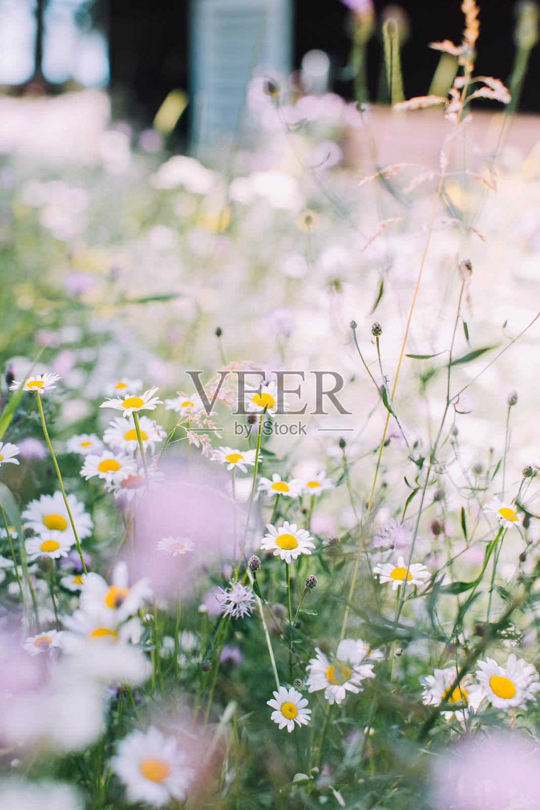 柔焦的野花在田野中照片摄影图片