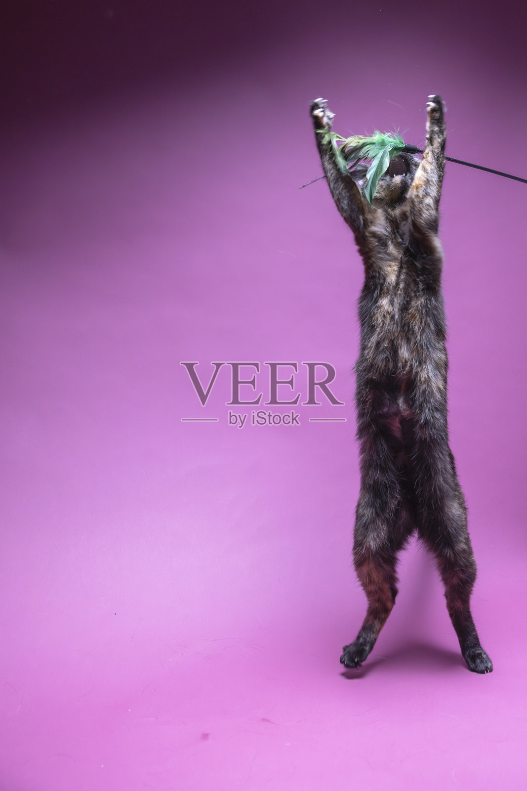 棕色和黑色的猫照片摄影图片