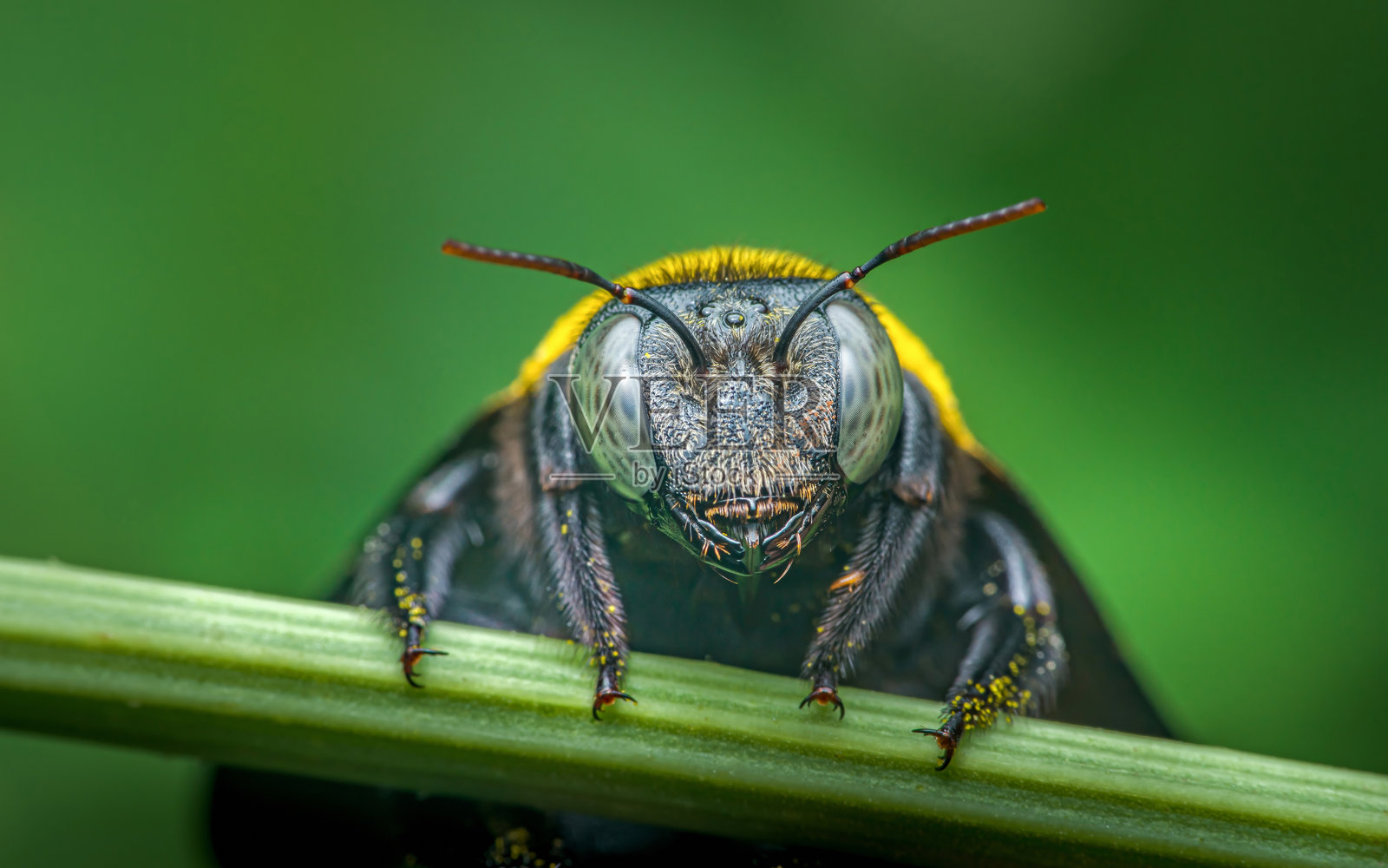 木匠蜂在绿色茎上休息的特写照片摄影图片