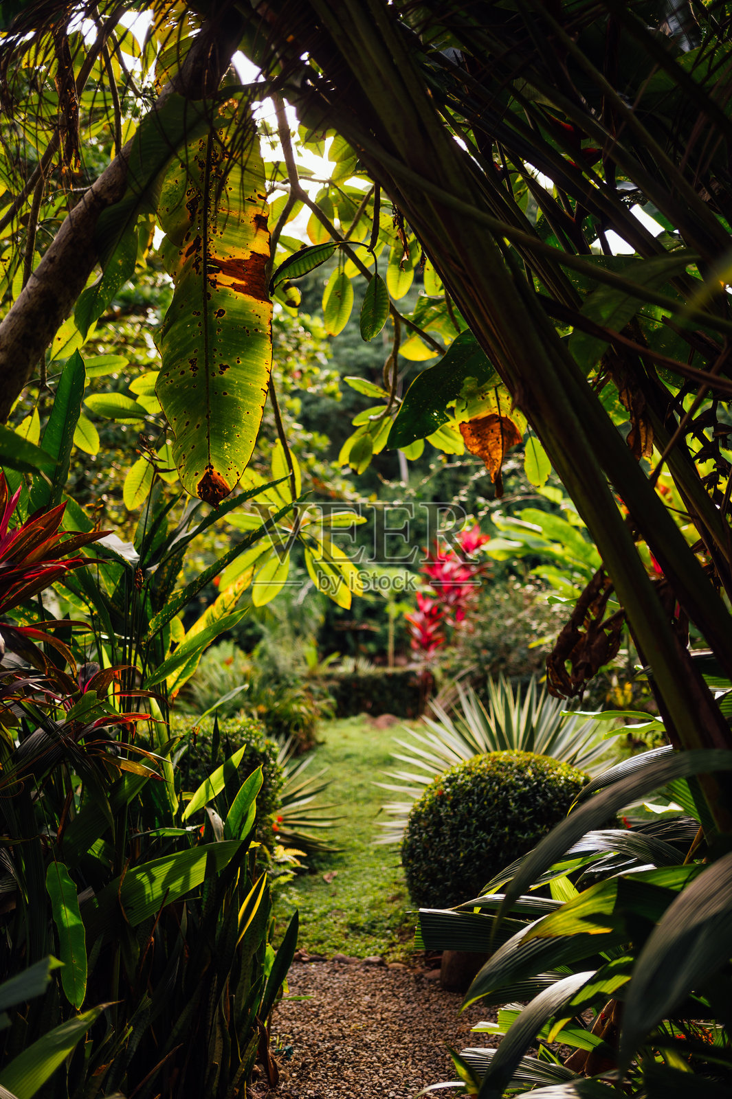 阳光下的热带花园小径,被茂密的绿叶环绕,位于哥斯达黎加乌维塔照片摄影图片
