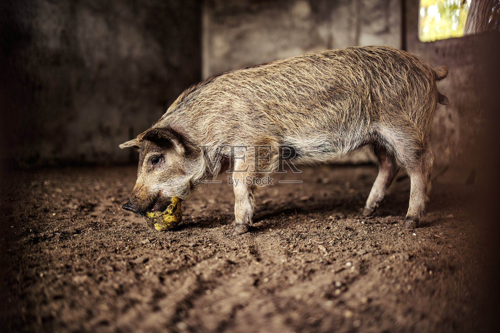 农场里,一头毛茸茸的小猪正在泥圈里进食照片摄影图片