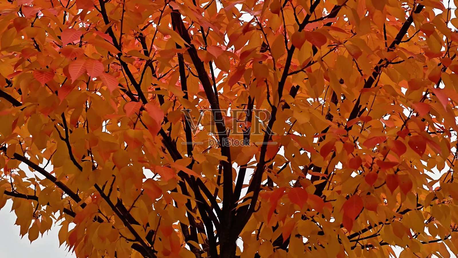 秋日缤纷落叶为宁静的户外景致增添了微风的韵味照片摄影图片