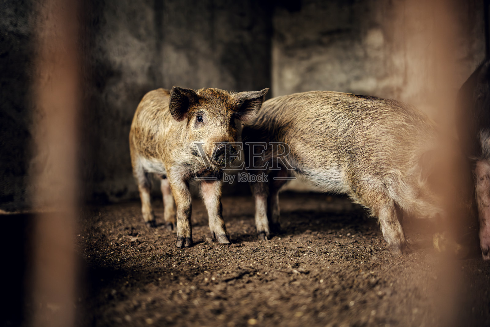 一只小猪在农场围栏里望着镜头照片摄影图片