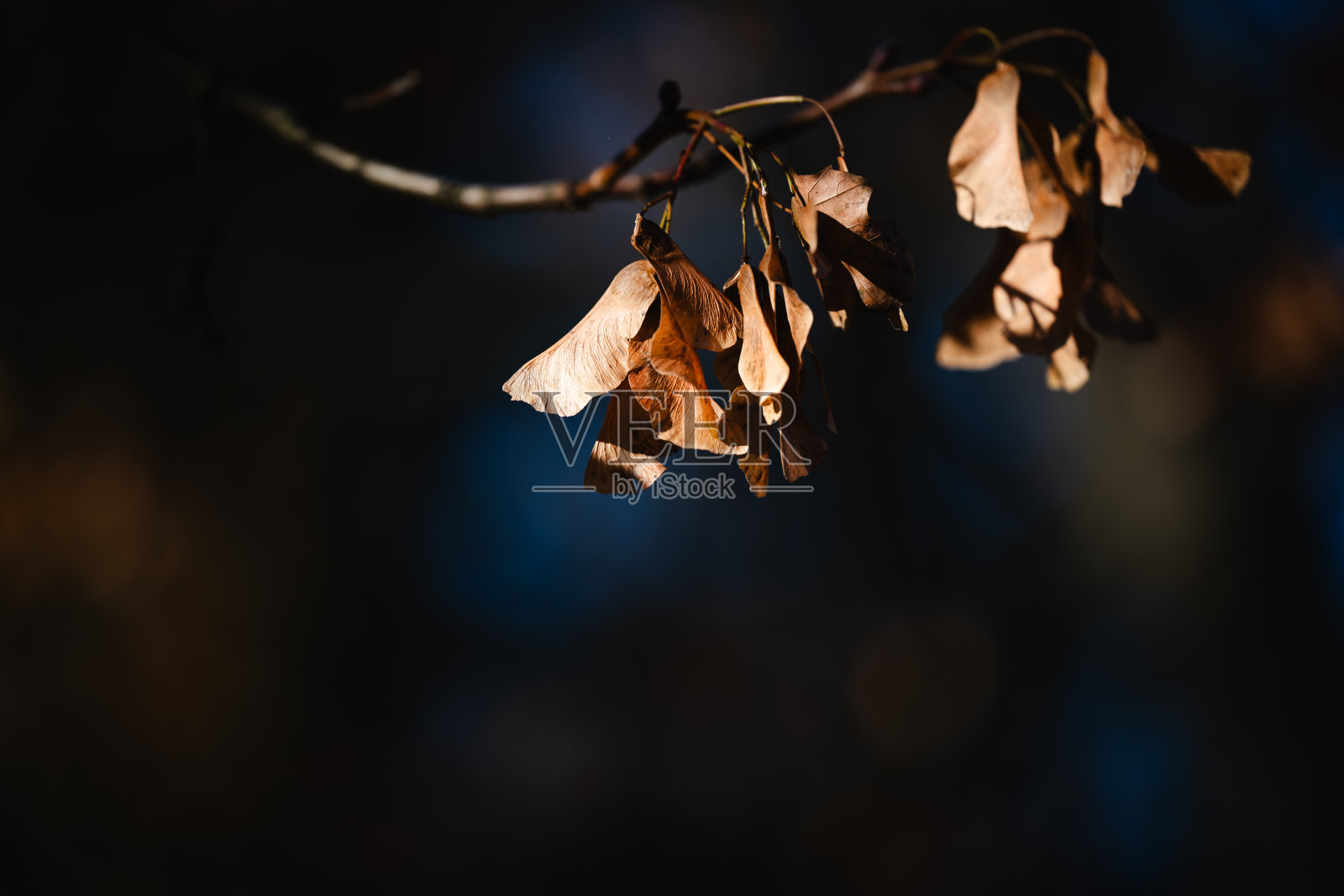 秋日阳光下,干枯的翅果种子挂在枝头照片摄影图片