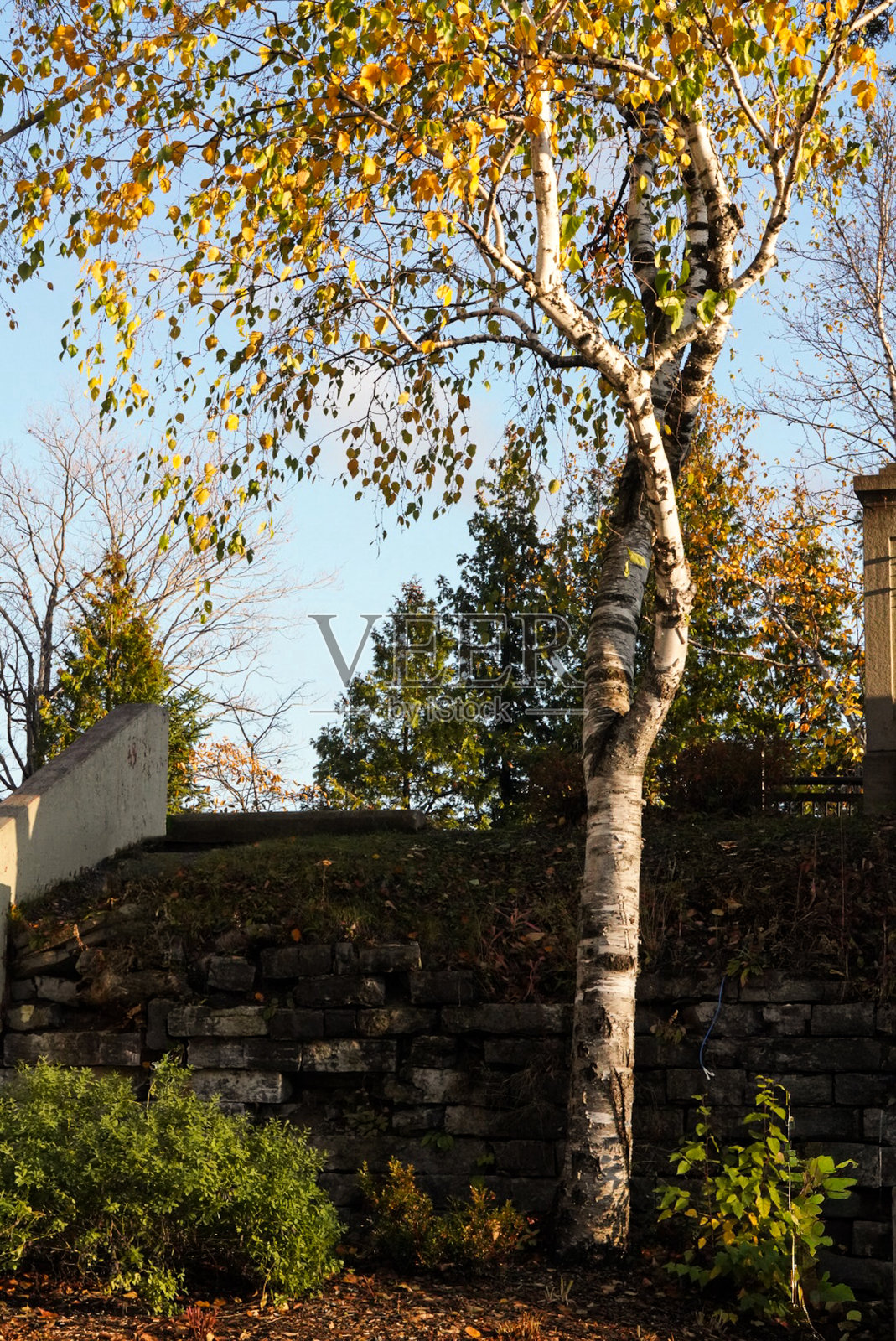 魁北克市蒙特莫伦西瀑布公园照片摄影图片