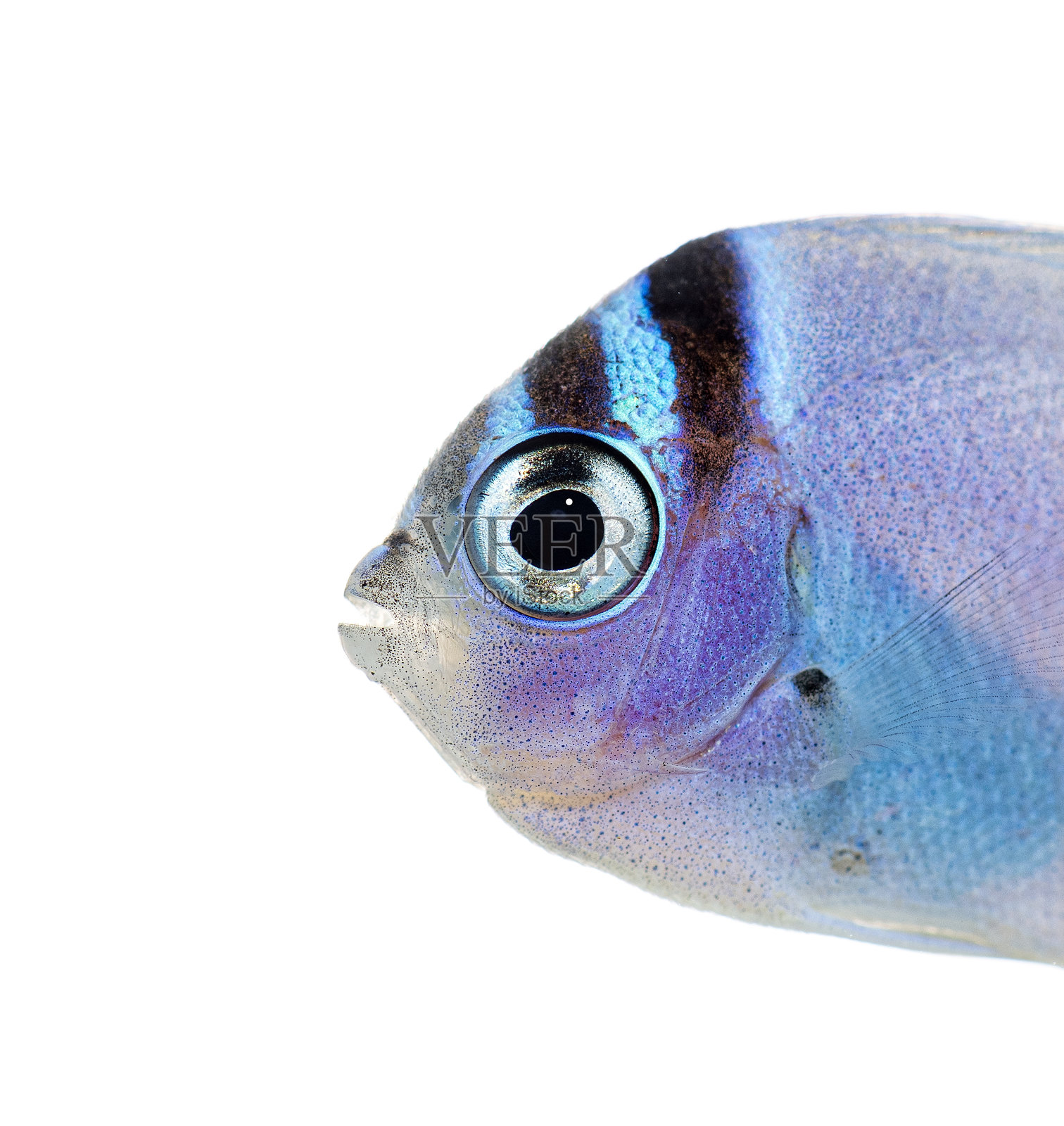 幼年黑边神仙鱼,呈现紫色和蓝色照片摄影图片