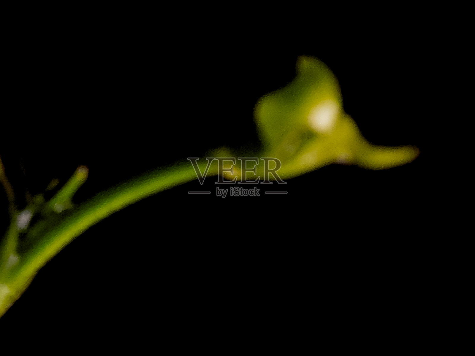 深色背景下,抽象植物图像,带有发光的含苞待放的花蕾和绿色的茎。照片摄影图片