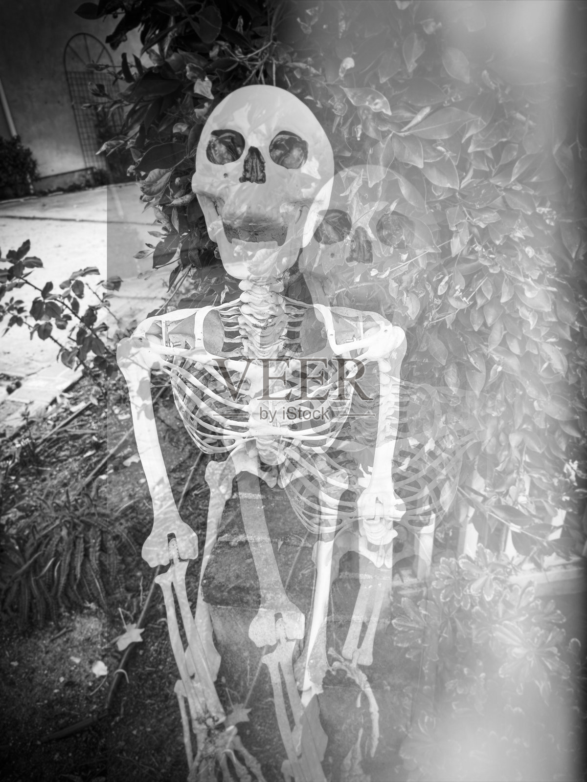 万圣节骷髅照片摄影图片