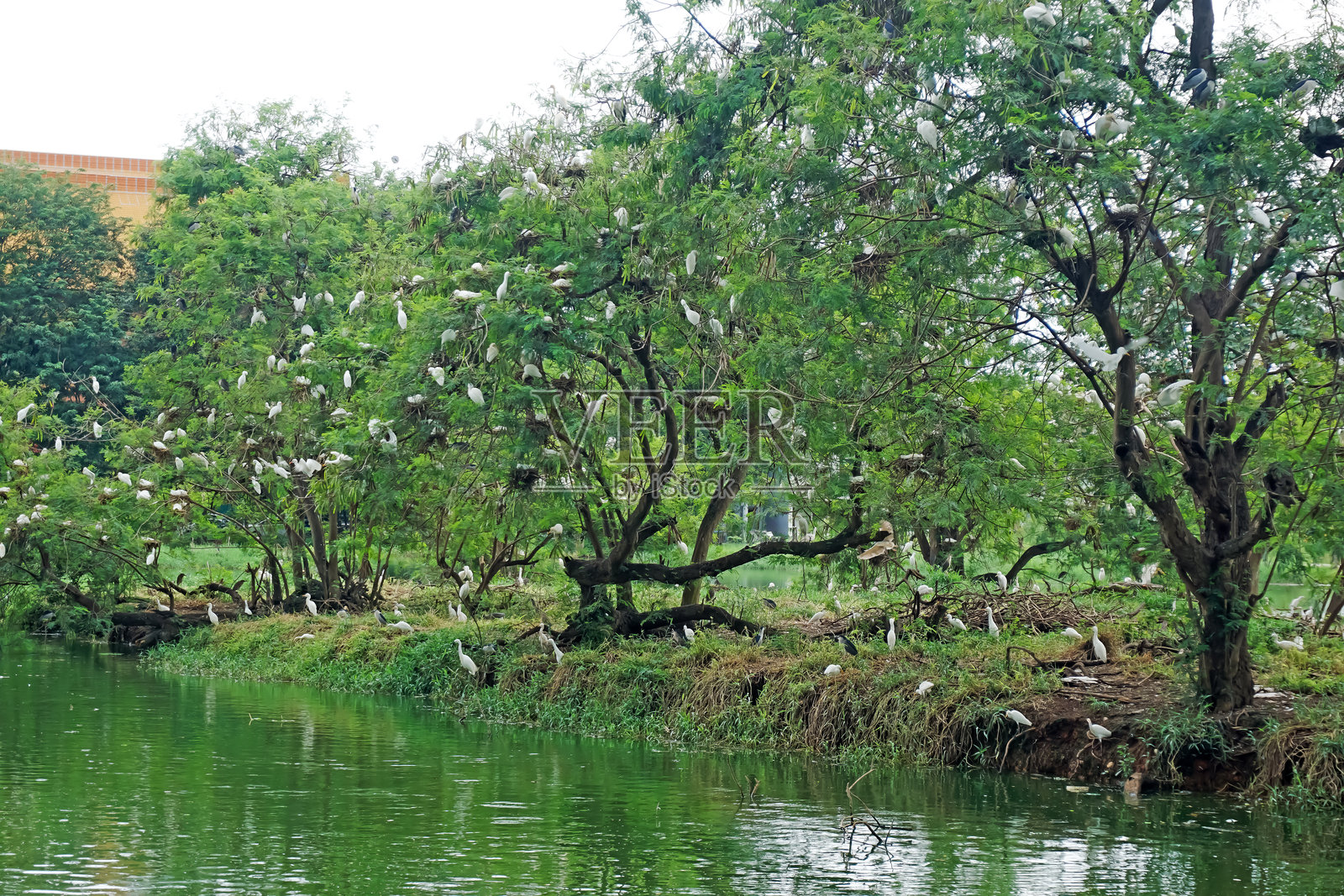一群海鸥照片摄影图片