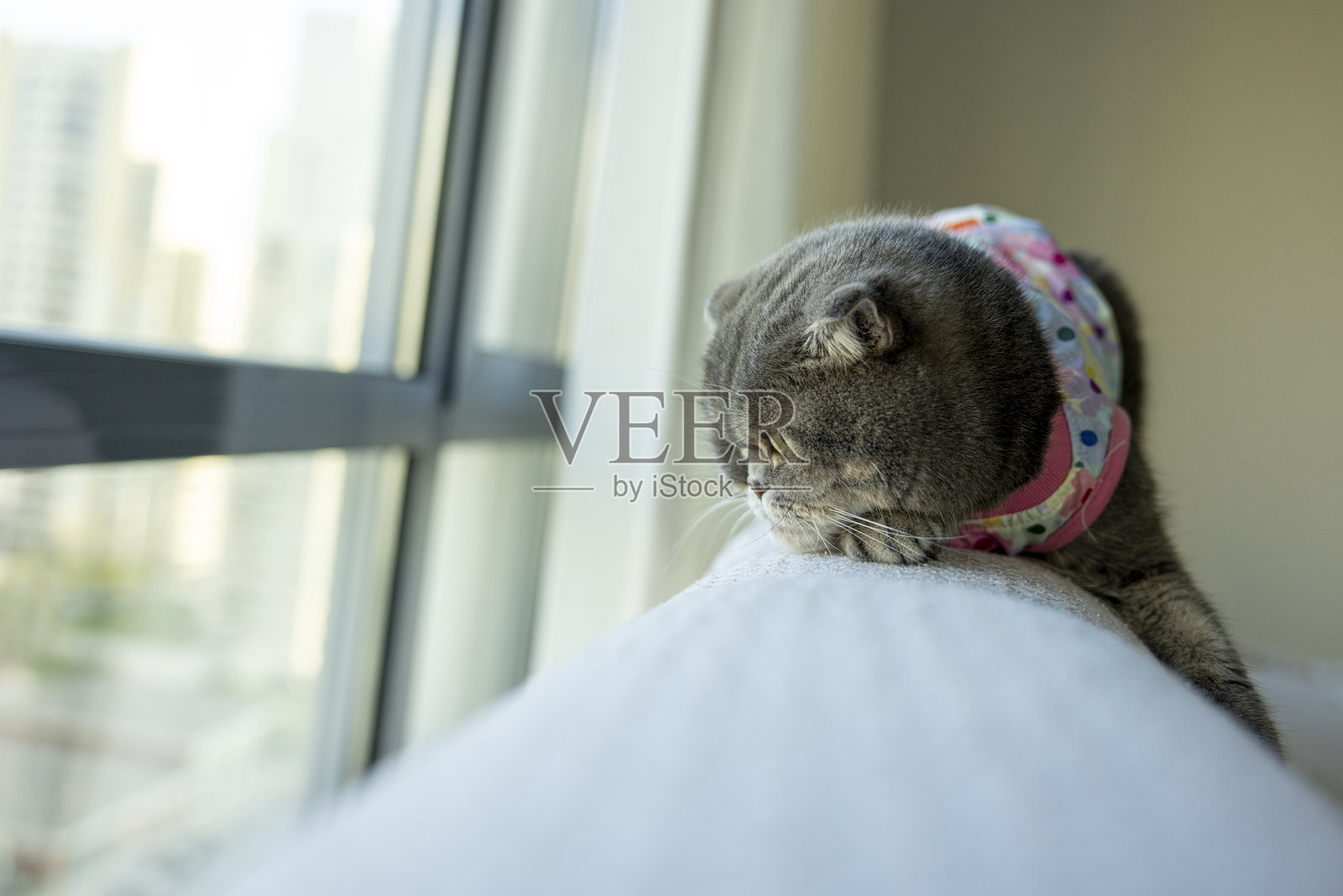 苏格兰折耳猫特写照片摄影图片