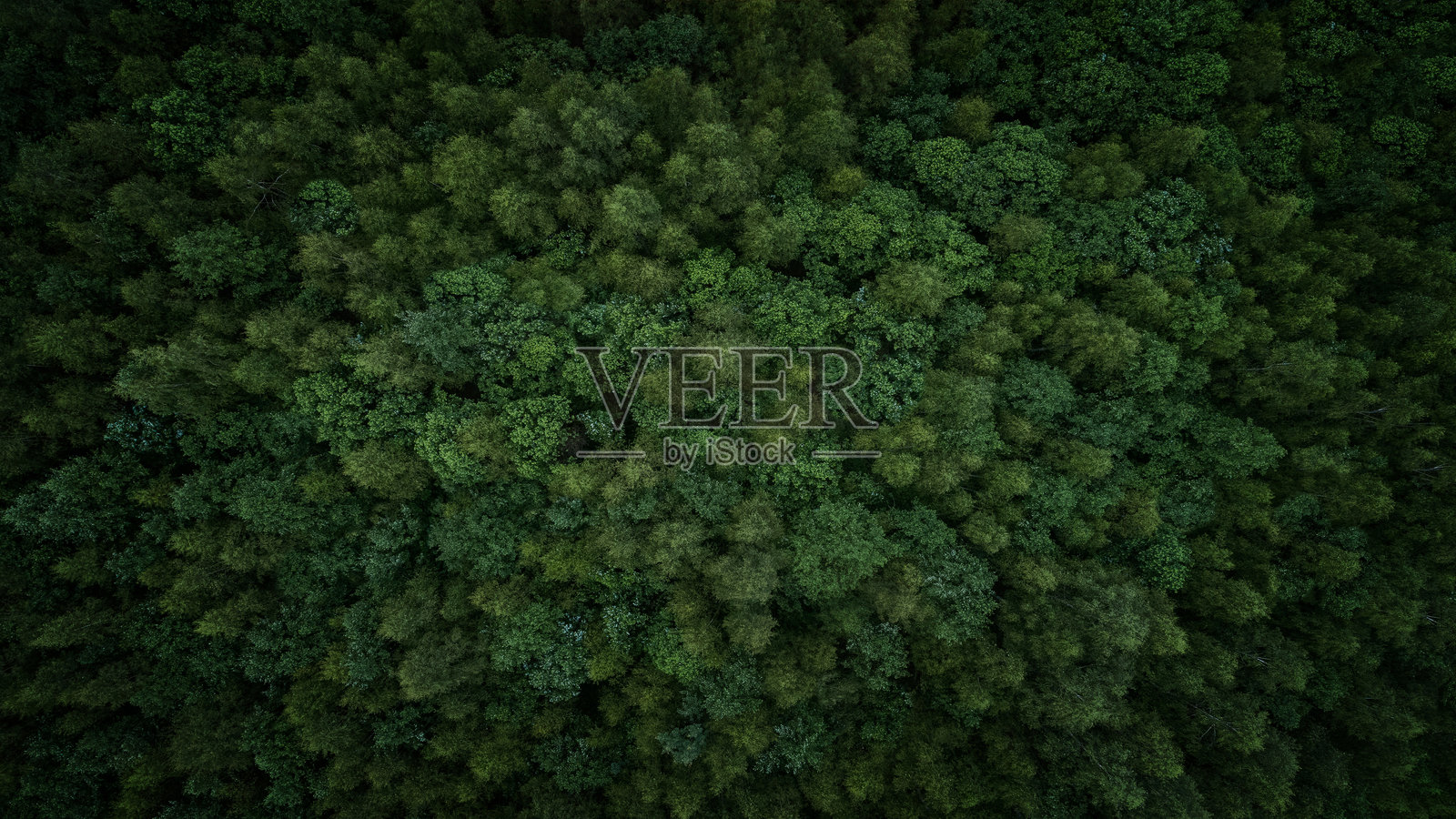 郁郁葱葱的绿色森林,树木大小各异,密集地生长在一起,营造出深度感和被大自然包围的感觉。宁静祥和的概念。照片摄影图片