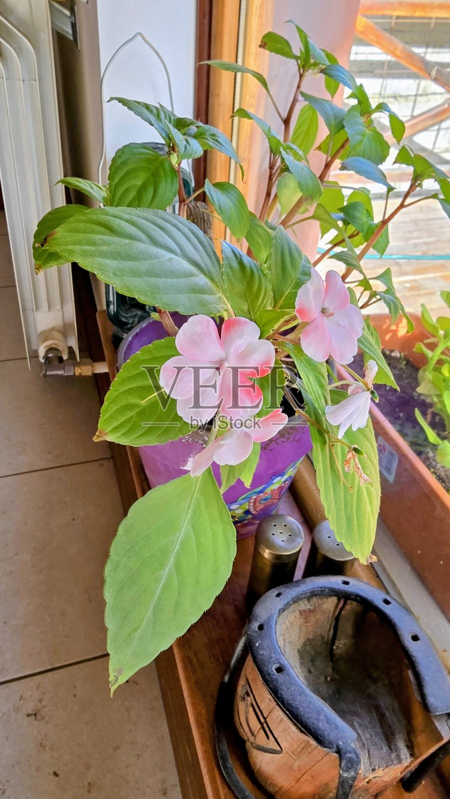 花卉照片照片摄影图片