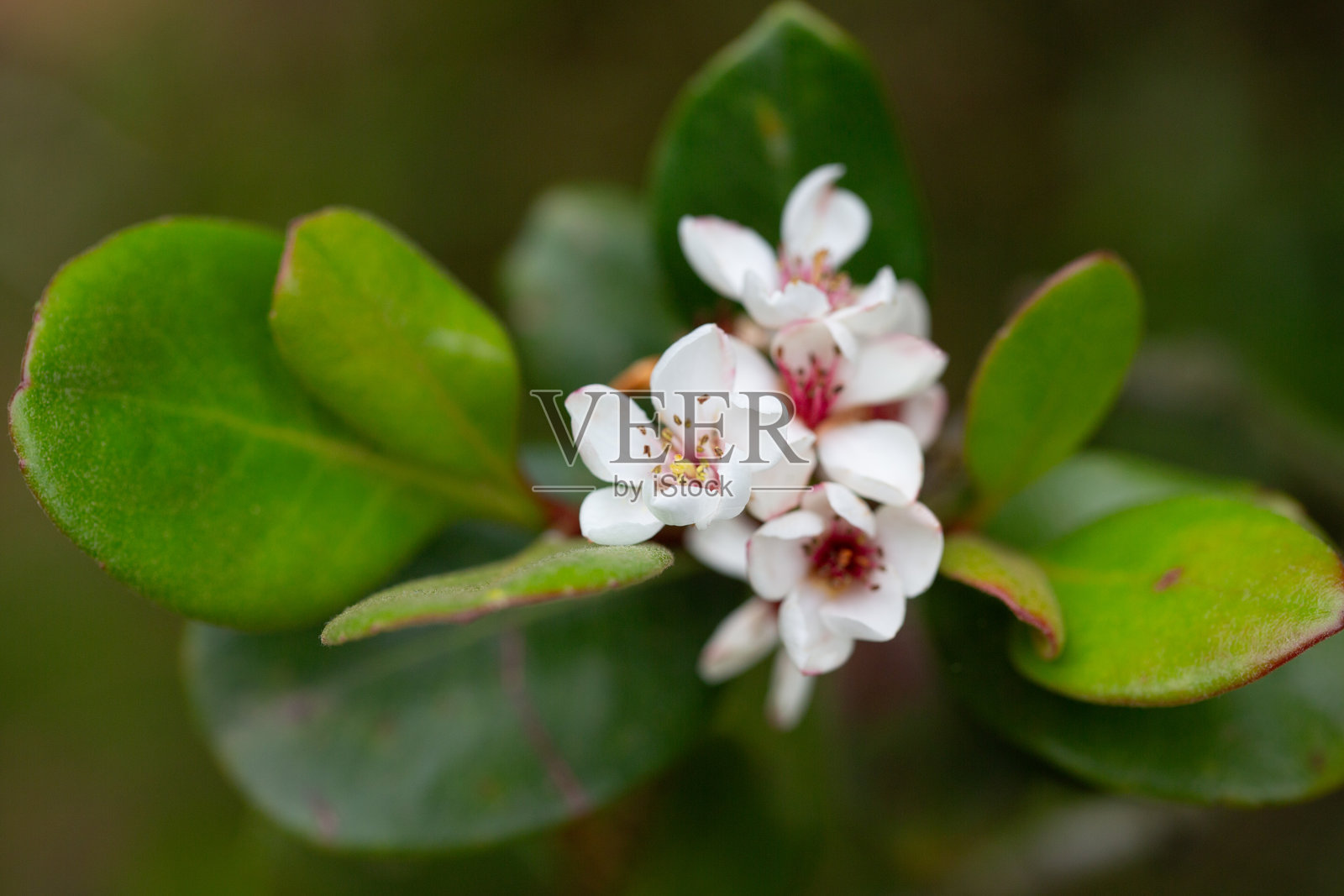 印度蔷薇东方珍珠属蔷薇科花照片摄影图片