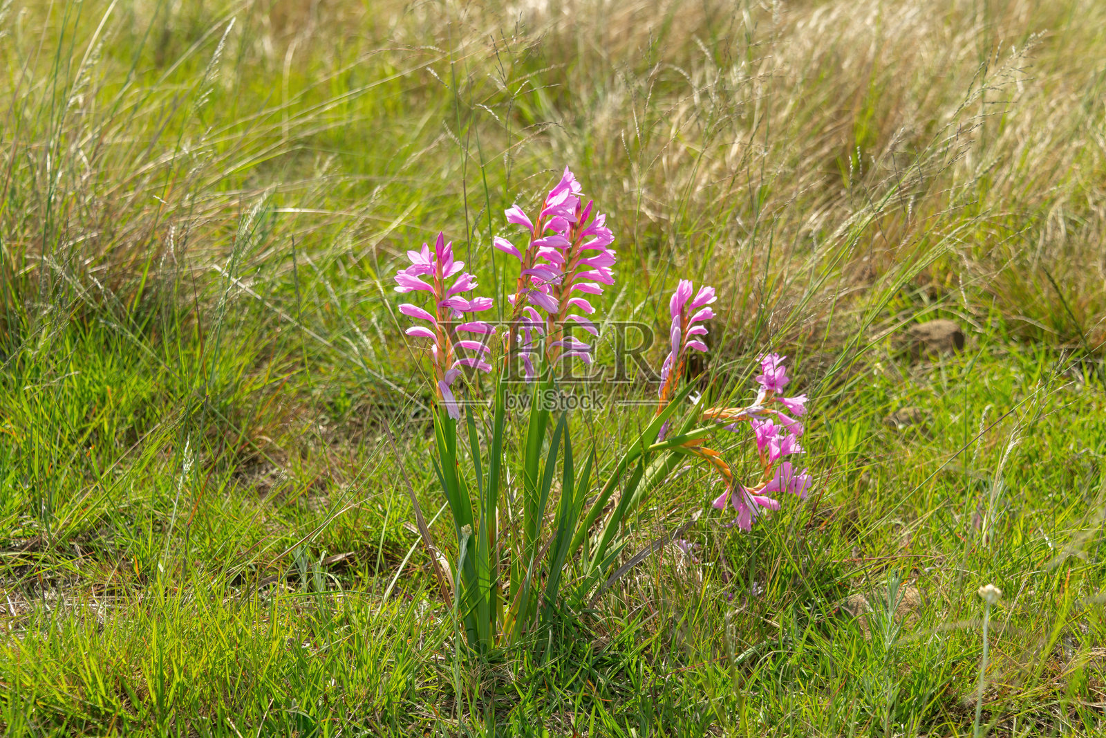 盛开的粉色喇叭花(Watsonia confusa),又称迷糊沃森花。照片摄影图片