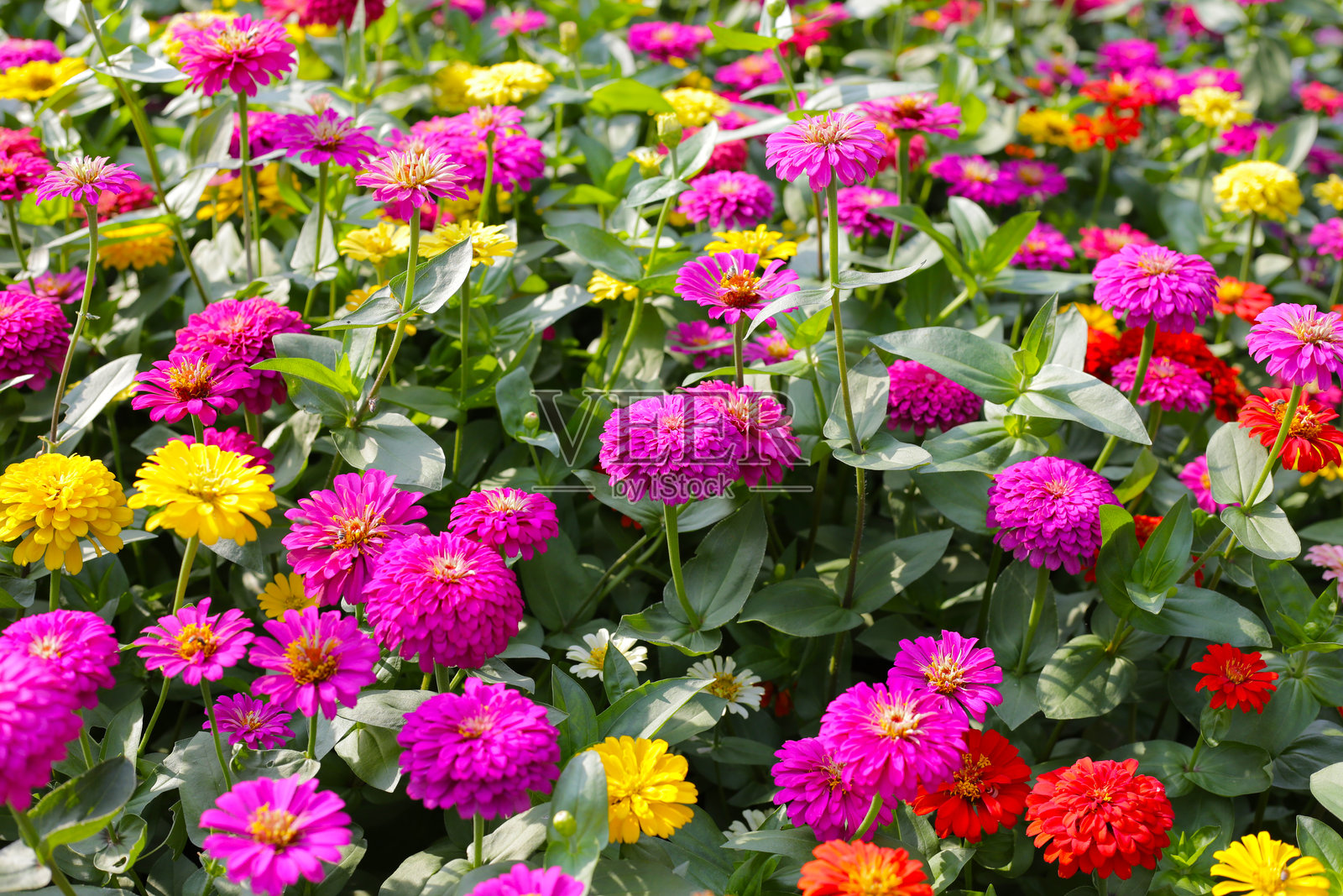 生机勃勃的百日草在花园里盛开,散发出喜悦与色彩。照片摄影图片