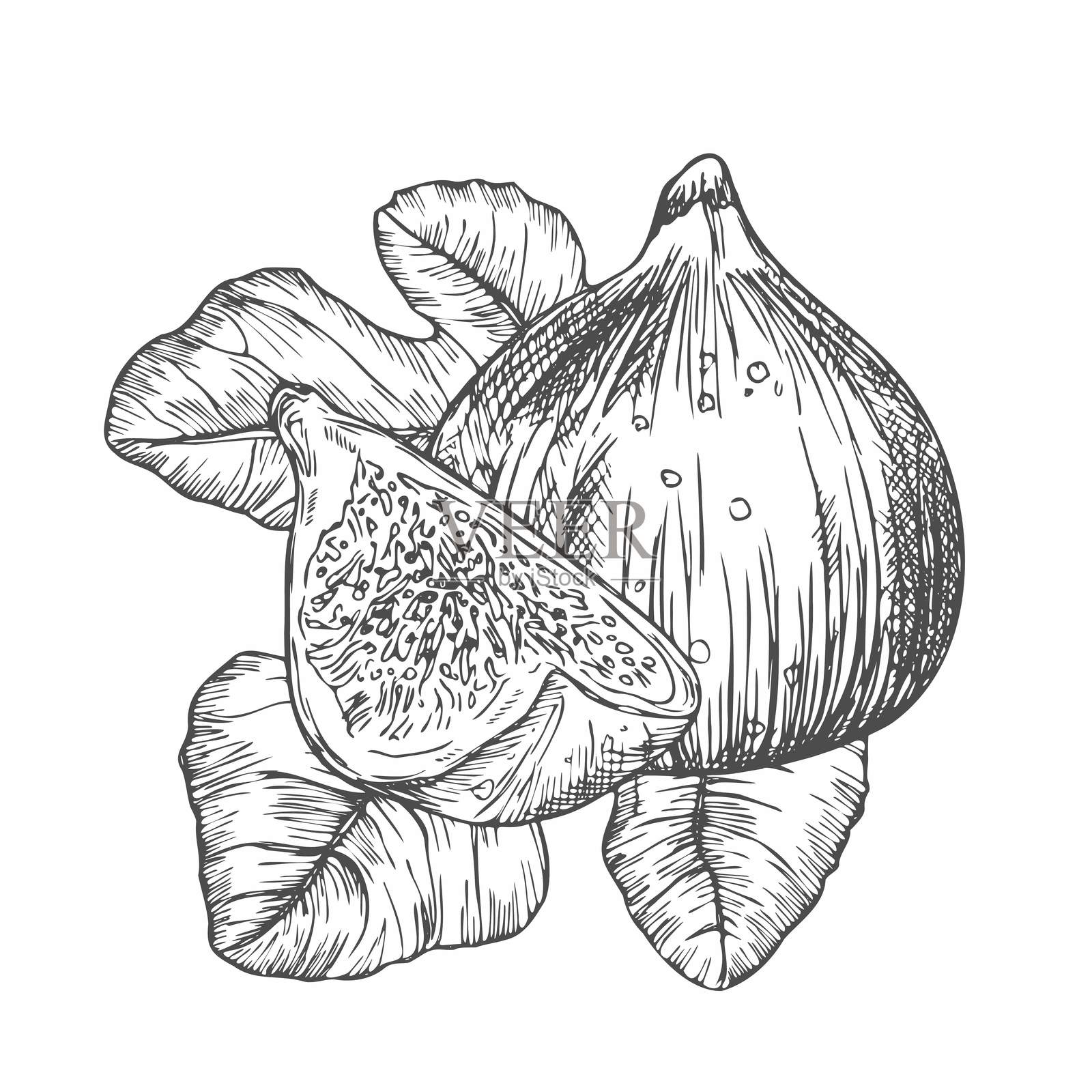 无花果矢量图。手绘水果及切片。夏季食物雕刻风格插画。详细的素食草图。非常适合标签、海报、印刷品、菜单插画图片素材