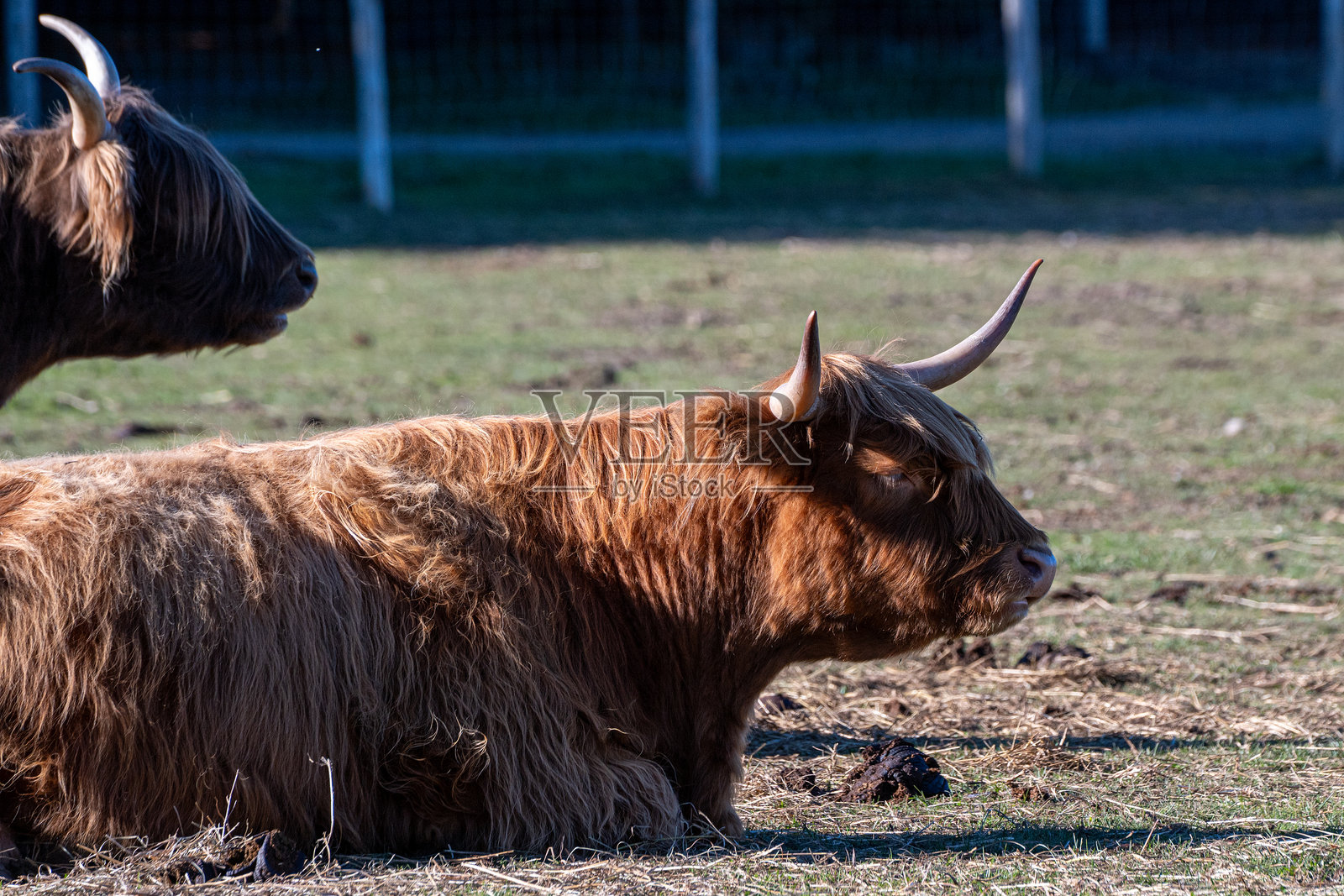 高地牛照片摄影图片