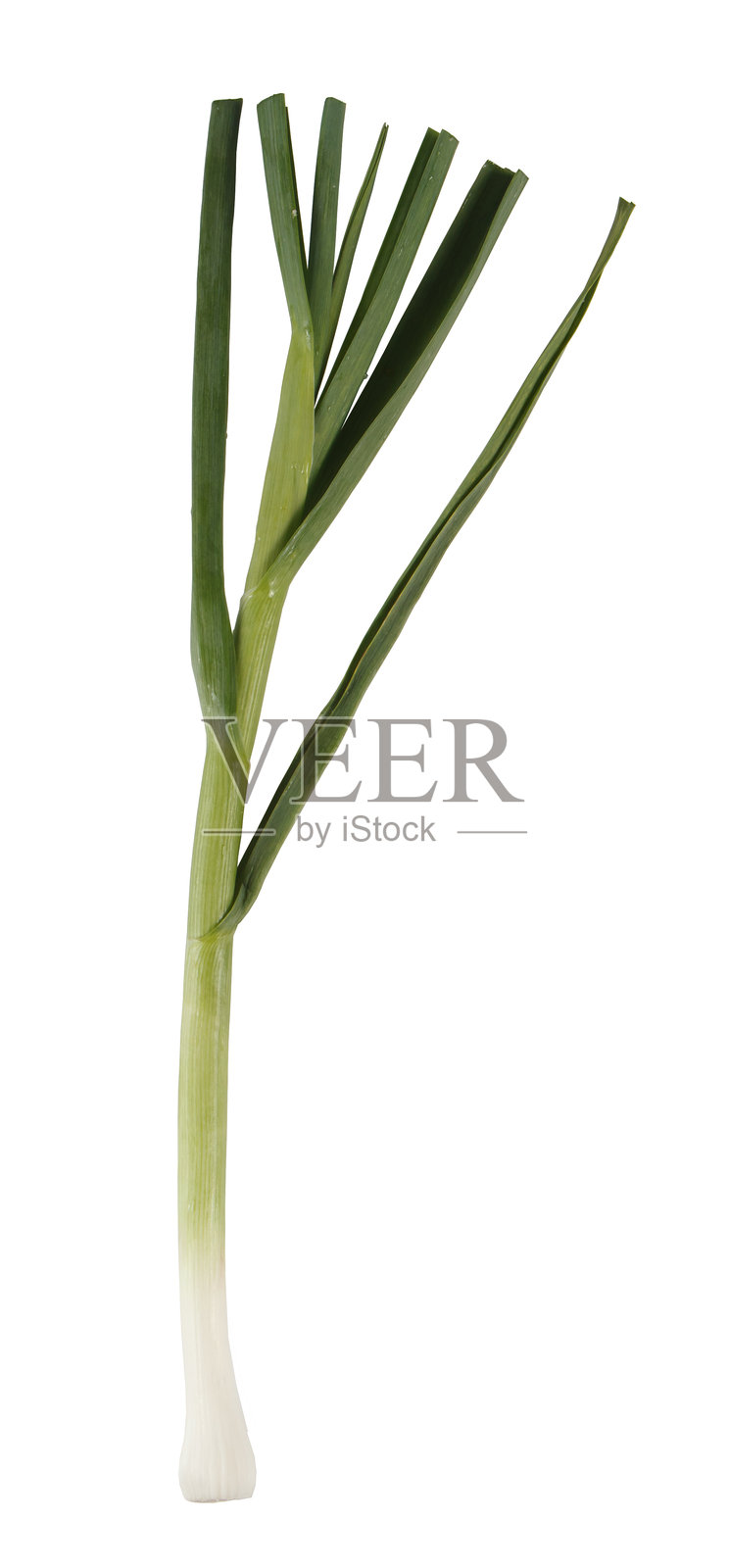 绿色的蒜苗,单独隔离照片摄影图片