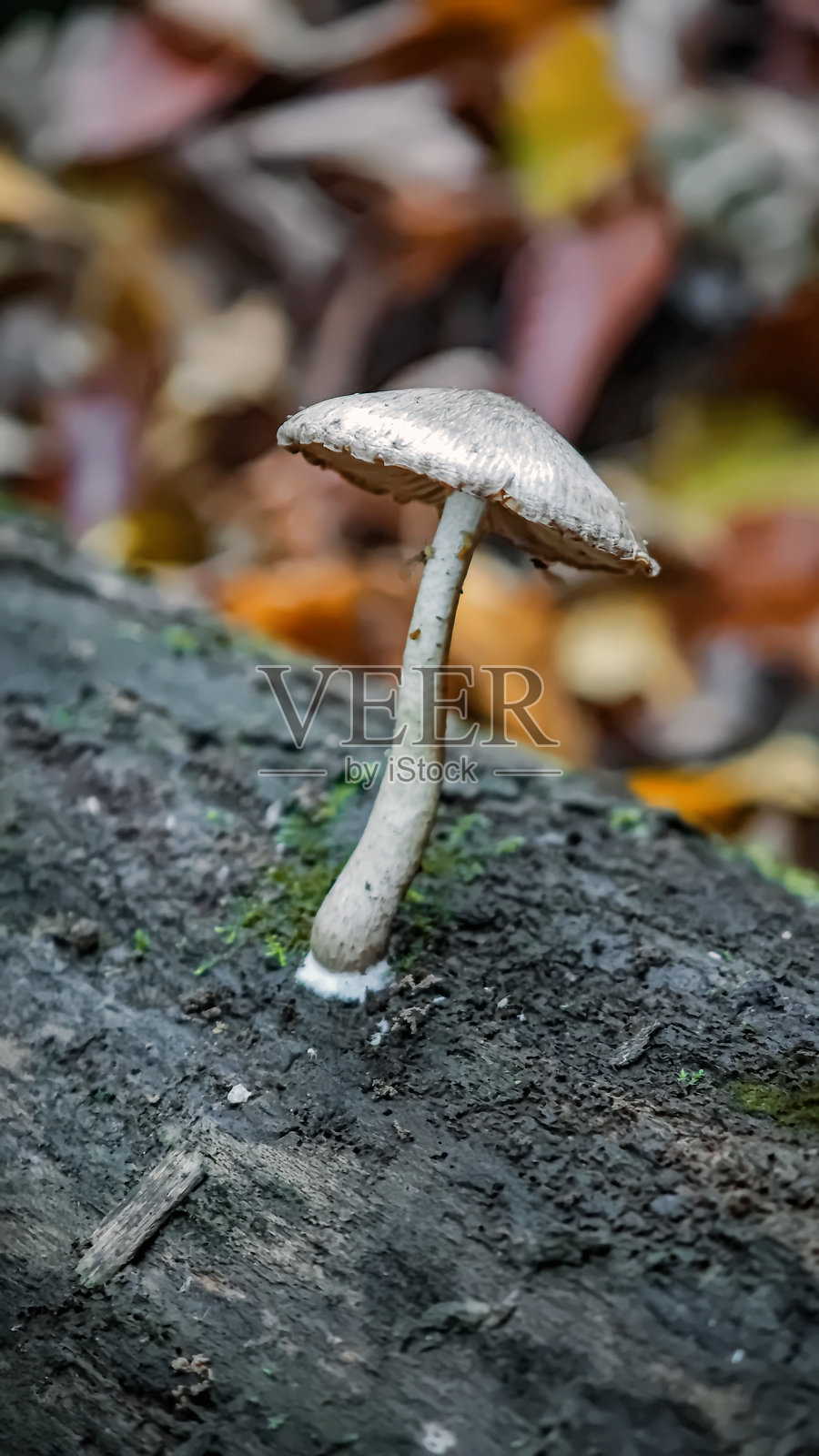 秋季美丽的魔法森林。照片摄影图片