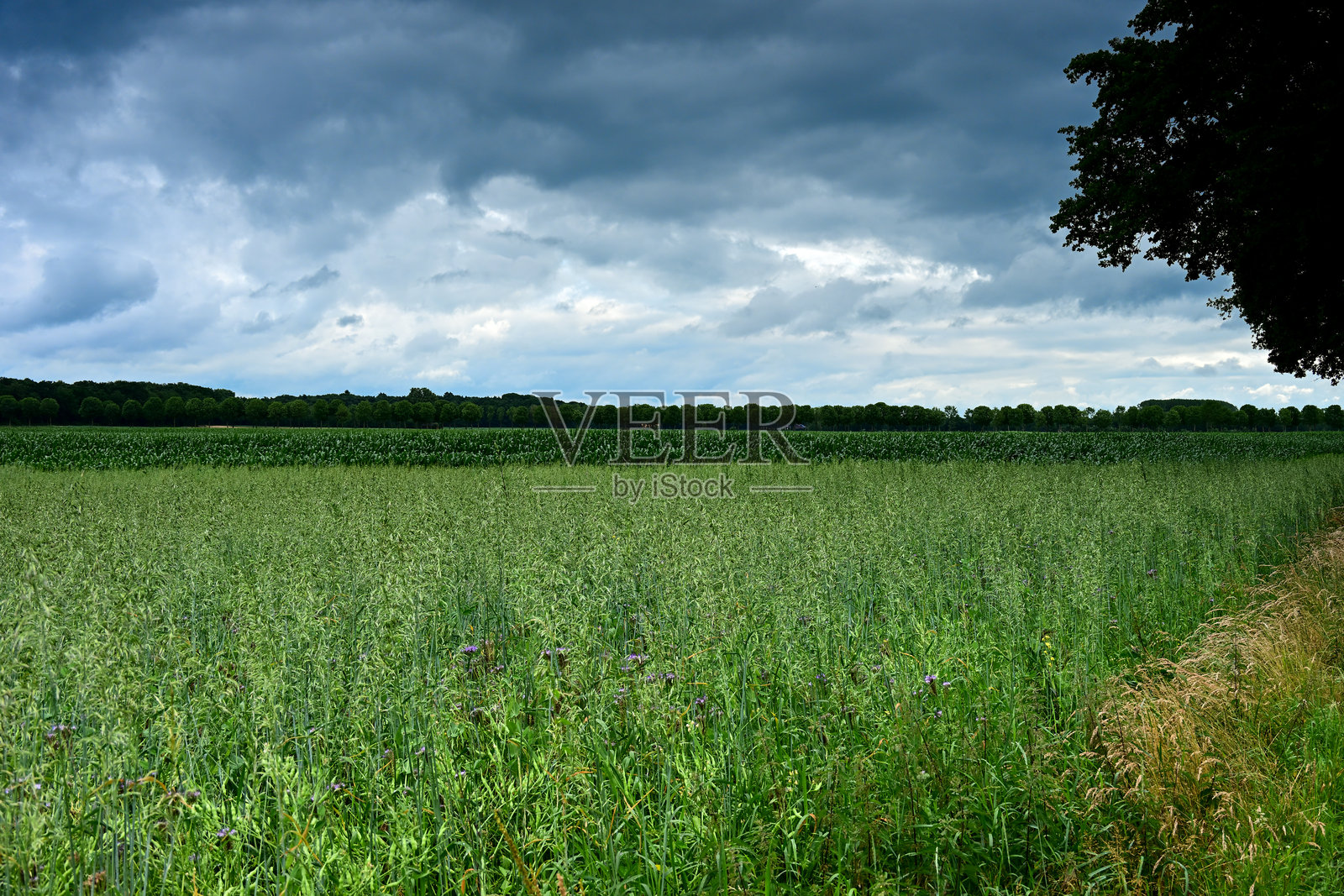 荷兰东部夏季郁郁葱葱的绿色田野上空,戏剧性的天空照片摄影图片