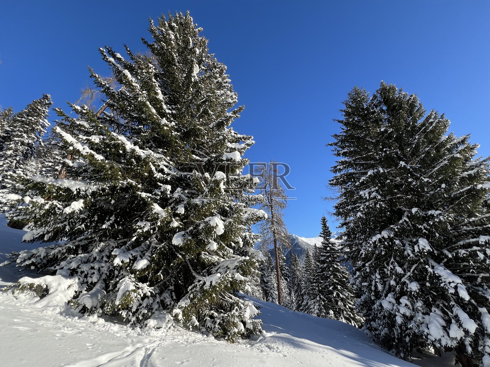 瑞士阿尔卑斯山典型的冬季氛围,俯瞰瑞士格劳宾登州达沃斯旅游胜地的风景如画的阿尔卑斯树冠(格劳宾登州,瑞士)照片摄影图片