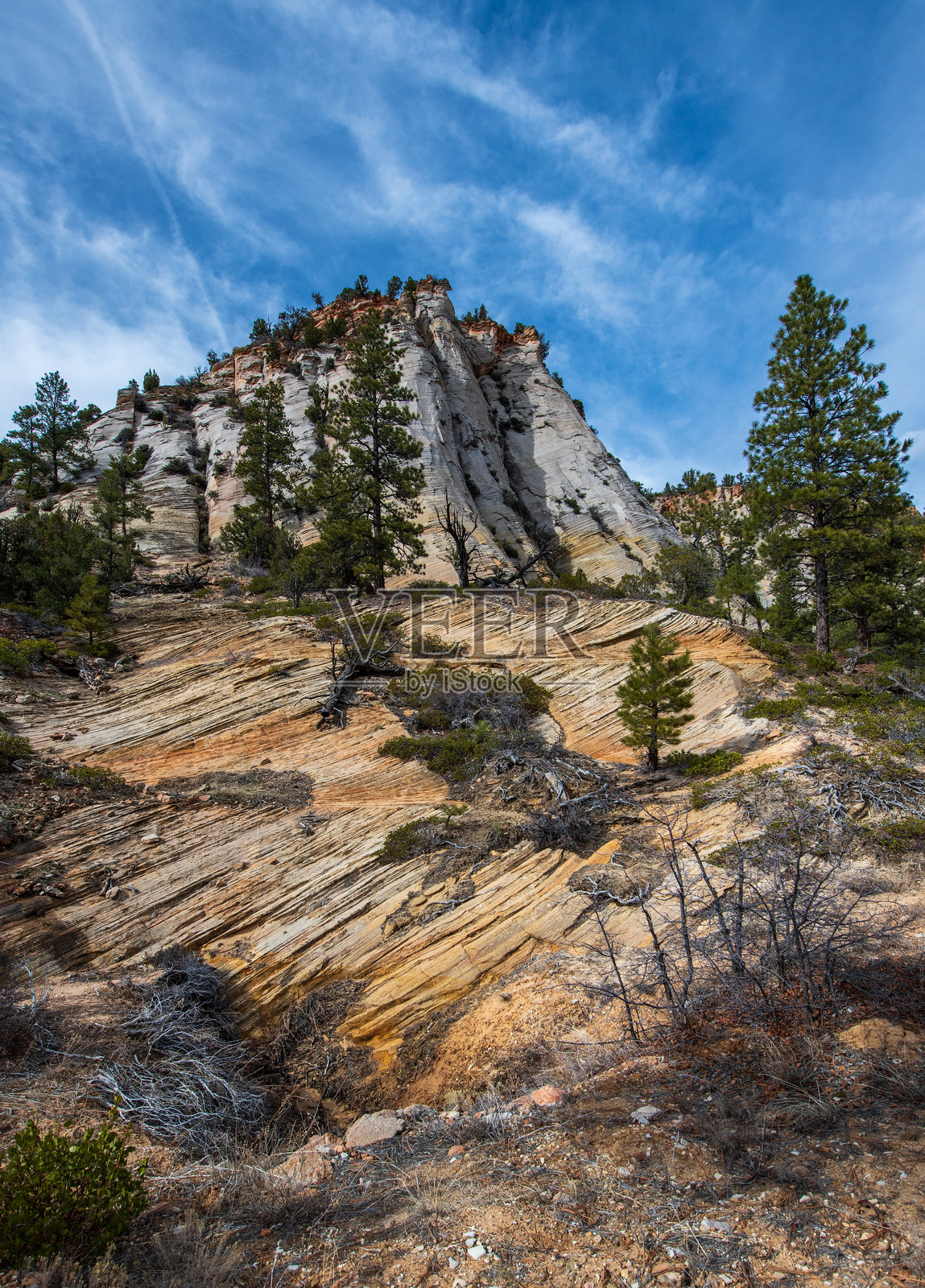 雄伟的岩石山地貌,点缀着松树。锡安国家公园,犹他州照片摄影图片