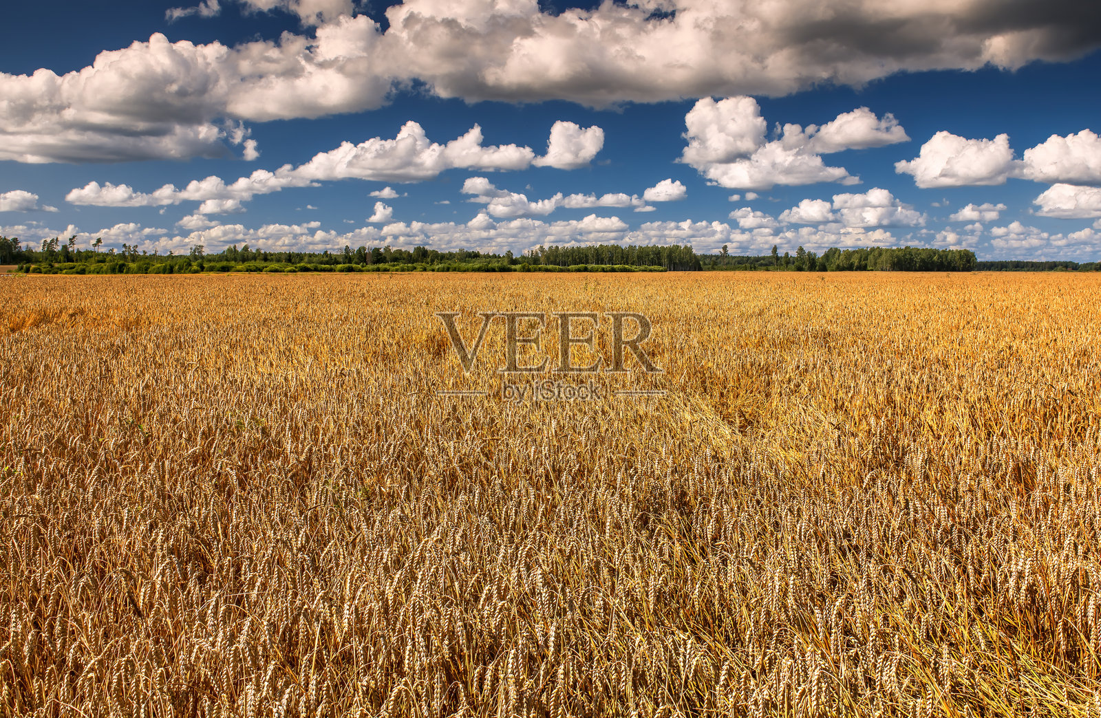 成熟的麦田或黑麦田的农业乡村景观照片摄影图片