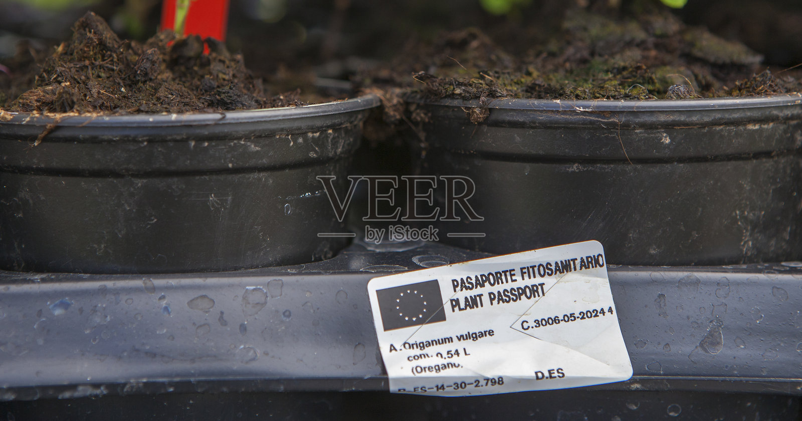 带有欧洲植物检疫证书标签的盆栽植物托盘照片摄影图片